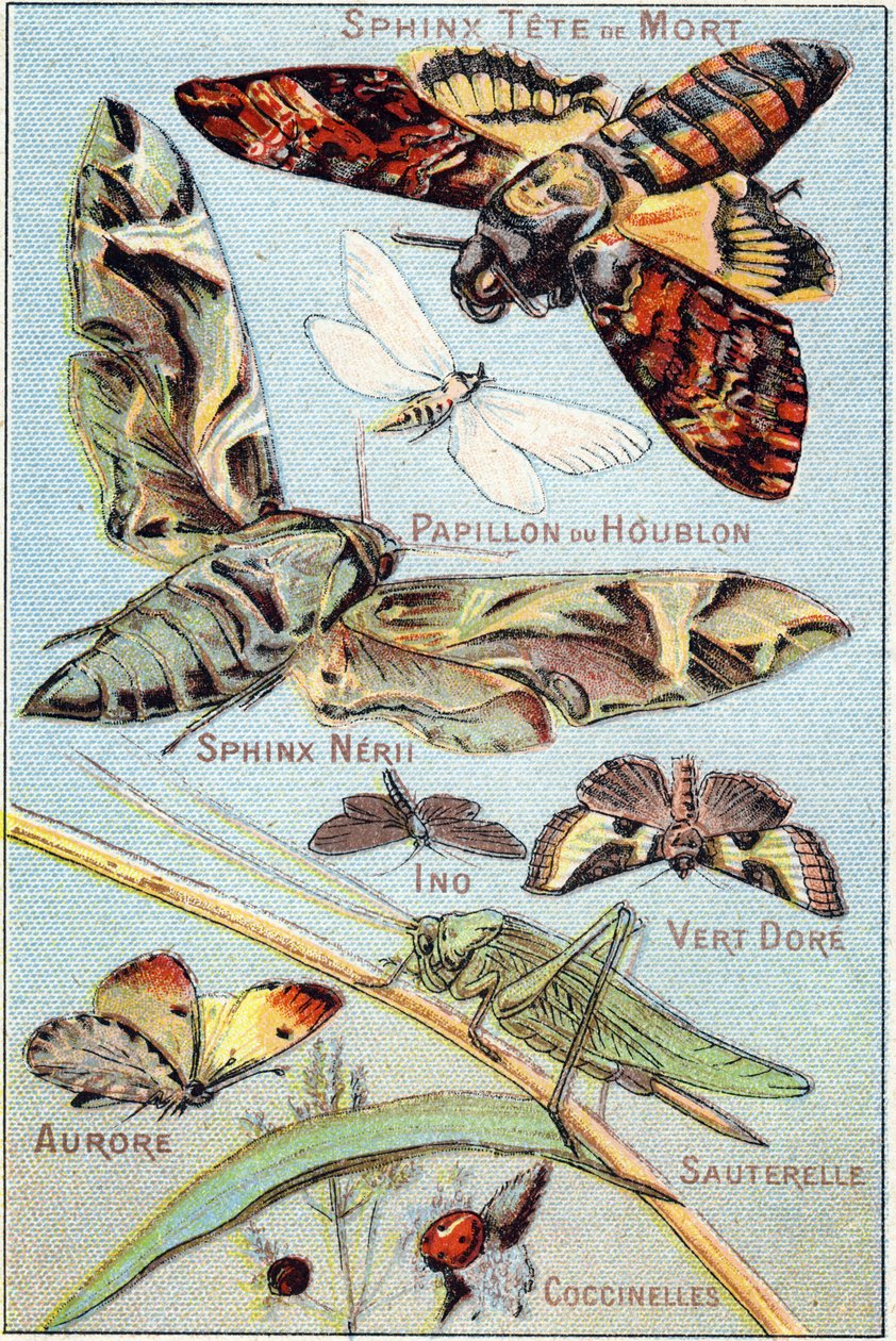 Plaat 1: Schedel Sfinx, Hop Vlinder, Sfinx Neri, Ino, Goud Groen, Aurora, Sprinkhaan, Lieveheersbeestjes. Gravure in "Syllabary alphabet of butterflies and insects". Serie A. Pellerin et Cie, drukkers-uitgevers, Epinal, eind 19e eeuw. Chromolithografieën. door French School