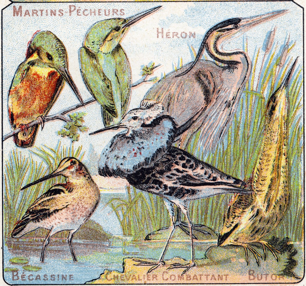 Plaat 3: IJsvogel, Reiger, Watersnip, Vechtende Ridder, Roerdomp. Gravure in "Syllabary alphabet of birds and reptiles". Serie A. Pellerin et Cie, drukkers-uitgevers, Epinal, eind 19e eeuw. Chromolithografieën. door French School