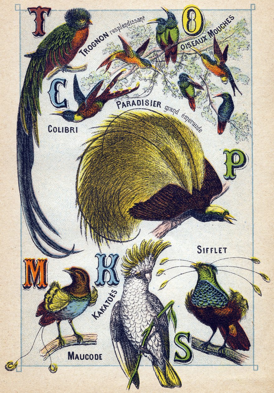 Plaat 3: Glanzende kern, Vliegende vogels, Kolibrie, Smaragdparadijs, Kakatoes, Fluit, Maucode. Gravure in "Syllabisch alfabet van vogels". Serie A. Pellerin et Cie, drukkers-uitgevers, Epinal, eind 19e eeuw. Chromolithografieën. Klein 8-pagina reclamealbu door French School