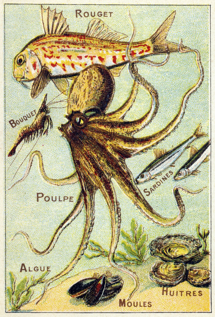 Plaat 4: Rode mul, boeket, octopus, sardines, zeewier, mosselen, oesters. Gravure in "Syllabair alfabet van zee- en zoetwatervissen". Serie A. Pellerin et Cie, drukker-uitgevers, Epinal, eind 19e eeuw. Chromolithografieën. door French School