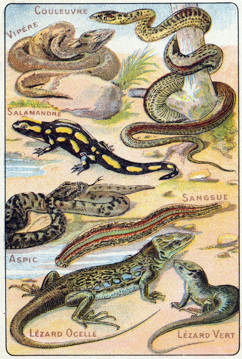 Plaat 4: Slang, Adder, Salamander, Aspic, Bloedzuiger, Ocellé Hagedis, Groene Hagedis. Gravure in "Syllabary alphabet of birds and reptiles". Serie A. Pellerin et Cie, drukkers-uitgevers, Epinal, eind 19e eeuw. Chromolithografieën. door French School