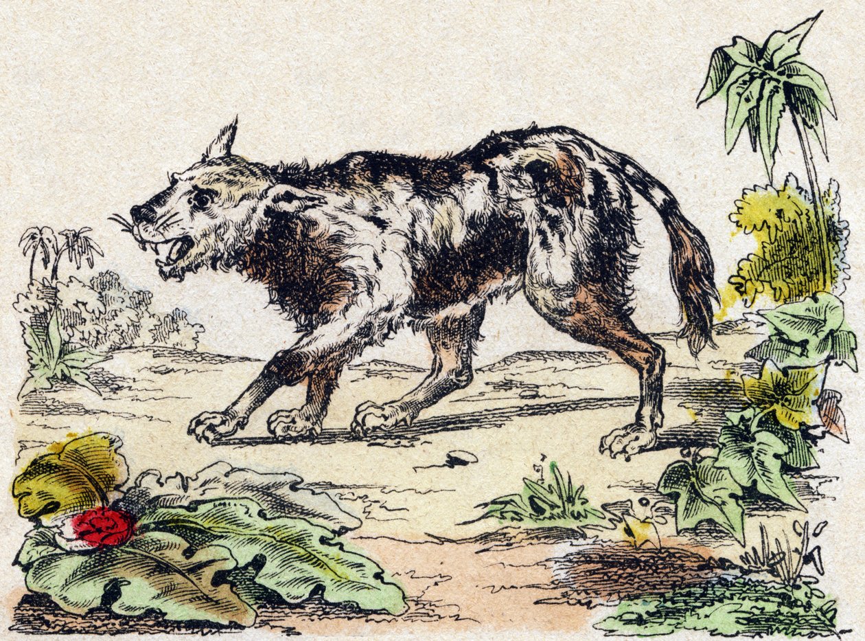 Quachy (soort leeuwenhond uit Zuid-Amerika). Gravure in "Alphabet des animaux sauvages". 9e Serie. Beeldvorming van Epinal, Pellerin, drukker-uitgever, circa 1870. Houtsneden, gestencild. 16 pagina