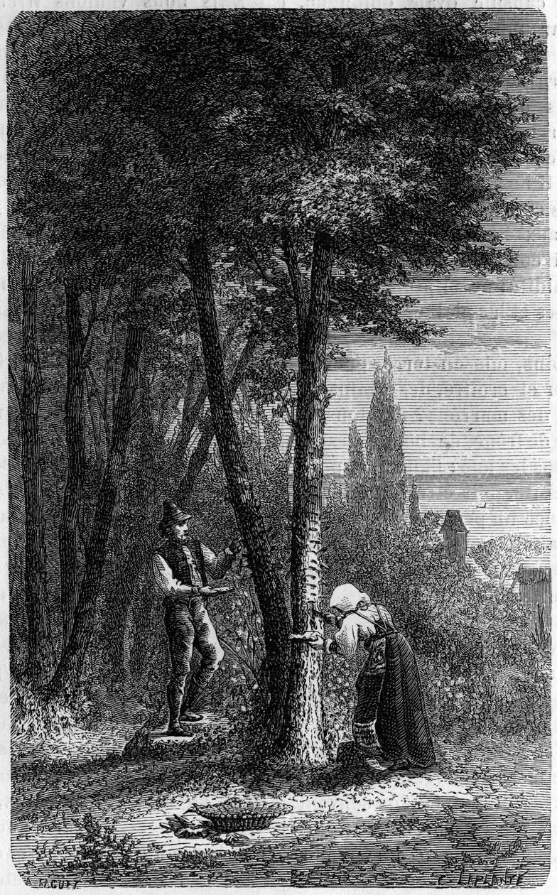Verzameling van manna op rondbladige essen. Gravure in 