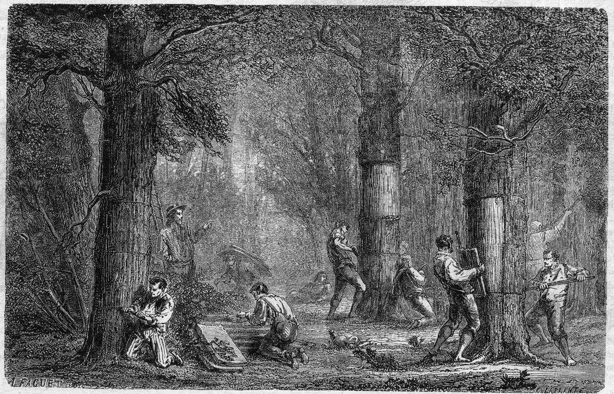 Verzameling van de schors van kurkeik. Gravure in "Histoire des plantes" door Louis Figuier gepubliceerd in "Le Monde Illustré" nr. 399 van 3 december 1864 door French School