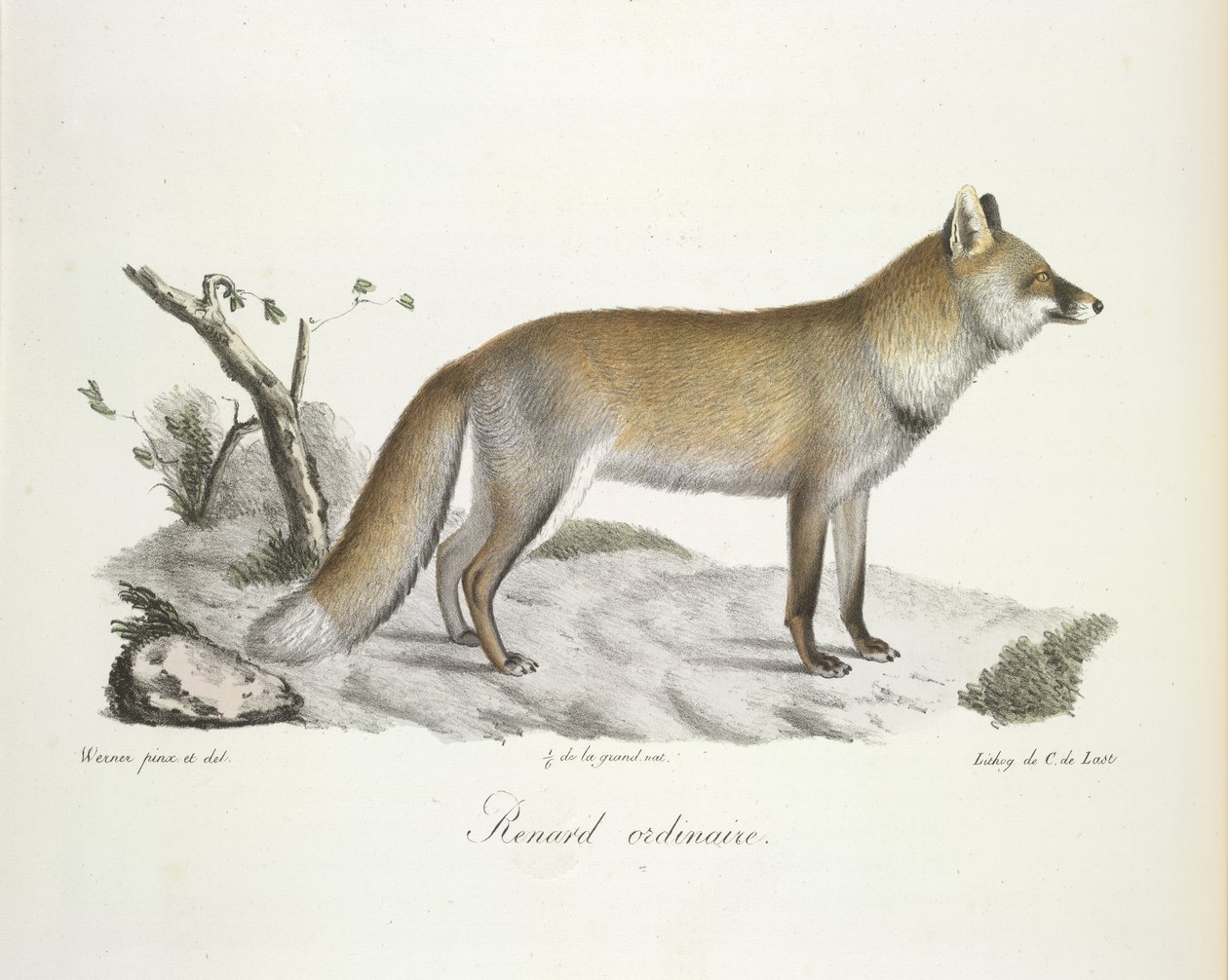Gewone vos, uit Histoire Naturelle des Mammifères (kleur litho) door French School