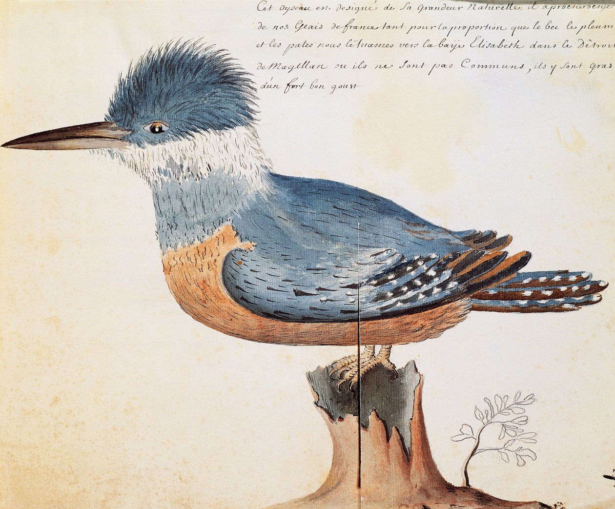 Ringed Kingfisher (Megaceryle torquata), Elizabeth Bay, Straat Magellaan, aquarel uit logboek van Jacques Gouin de Beauchesne, kapitein van Compagnie royale de la Mer du Sud, van 1698 tot 1701, Frankrijk door French School