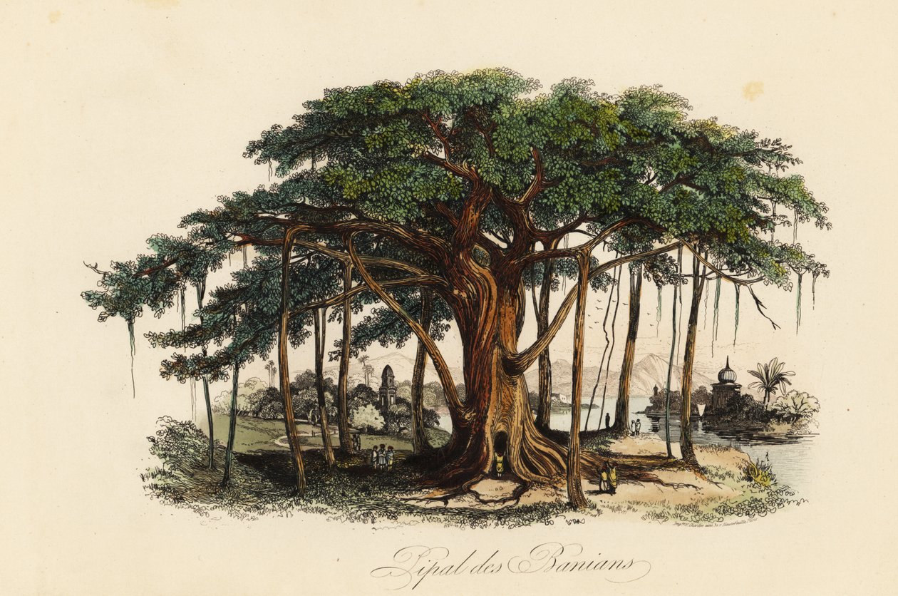 Heilige vijgenboom, Ficus religiosa, ook bekend als de bodhiboom, banianboom, banyanboom, pippalaboom, peepulboom, peepalboom of ashwatthaboom door French School