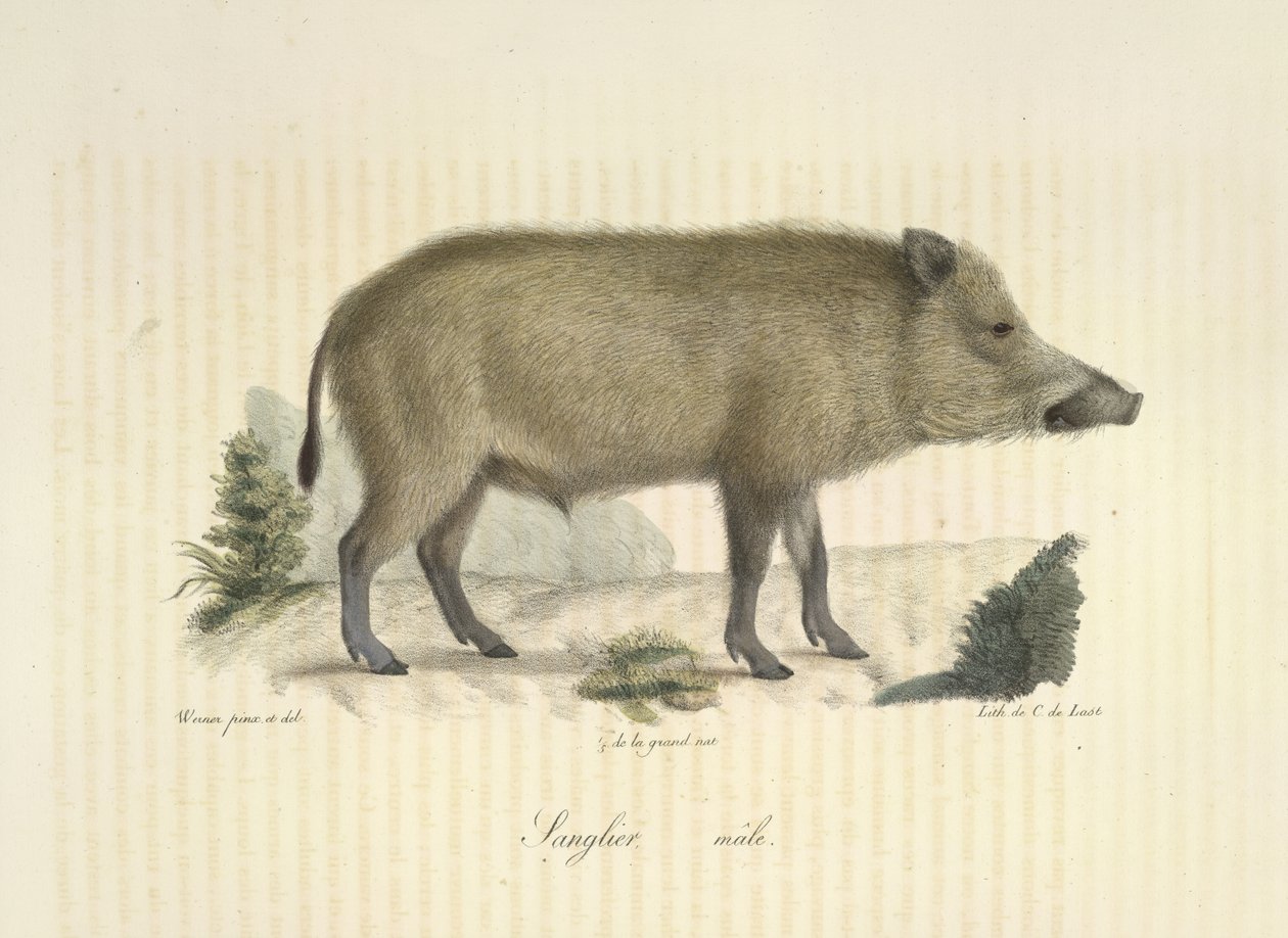 Sanglier, mannetje, uit Histoire Naturelle des Mammifères door French School
