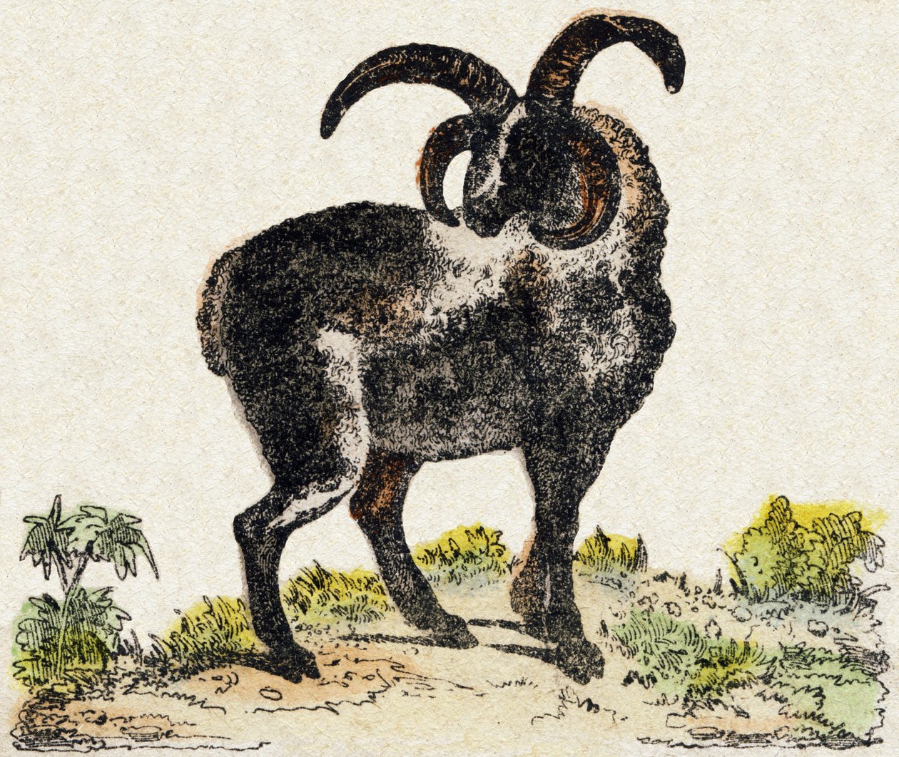 Schaap. Gravure in "Alphabet des animaux sauvages". 9e Serie. Beeld van Epinal, Pellerin, drukker-uitgever, circa 1870. Gravures op hout, gestencild. 16 pagina
