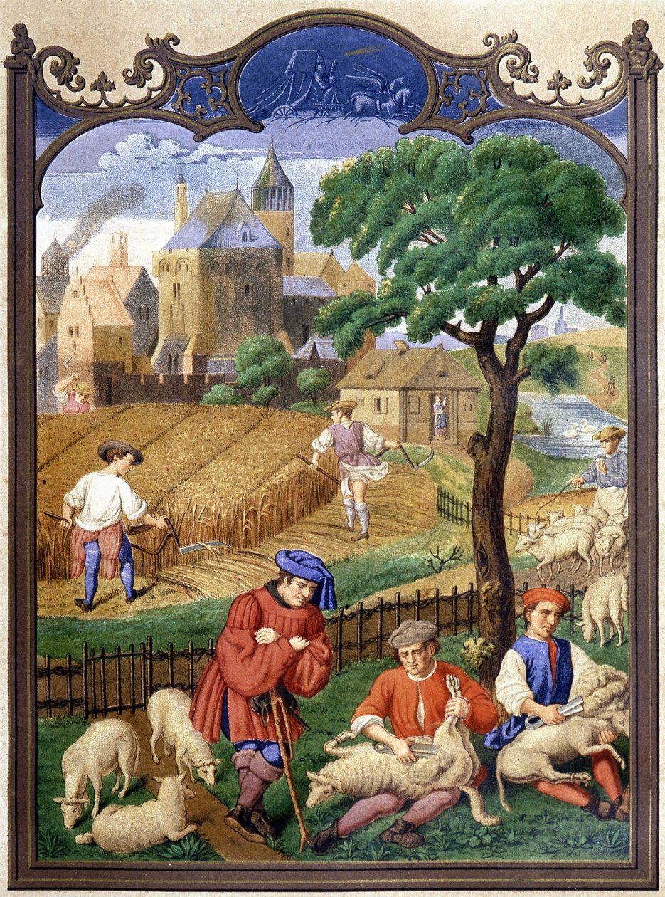 Schapen scheren en oogsten - miniatuur, Middeleeuwen door French School