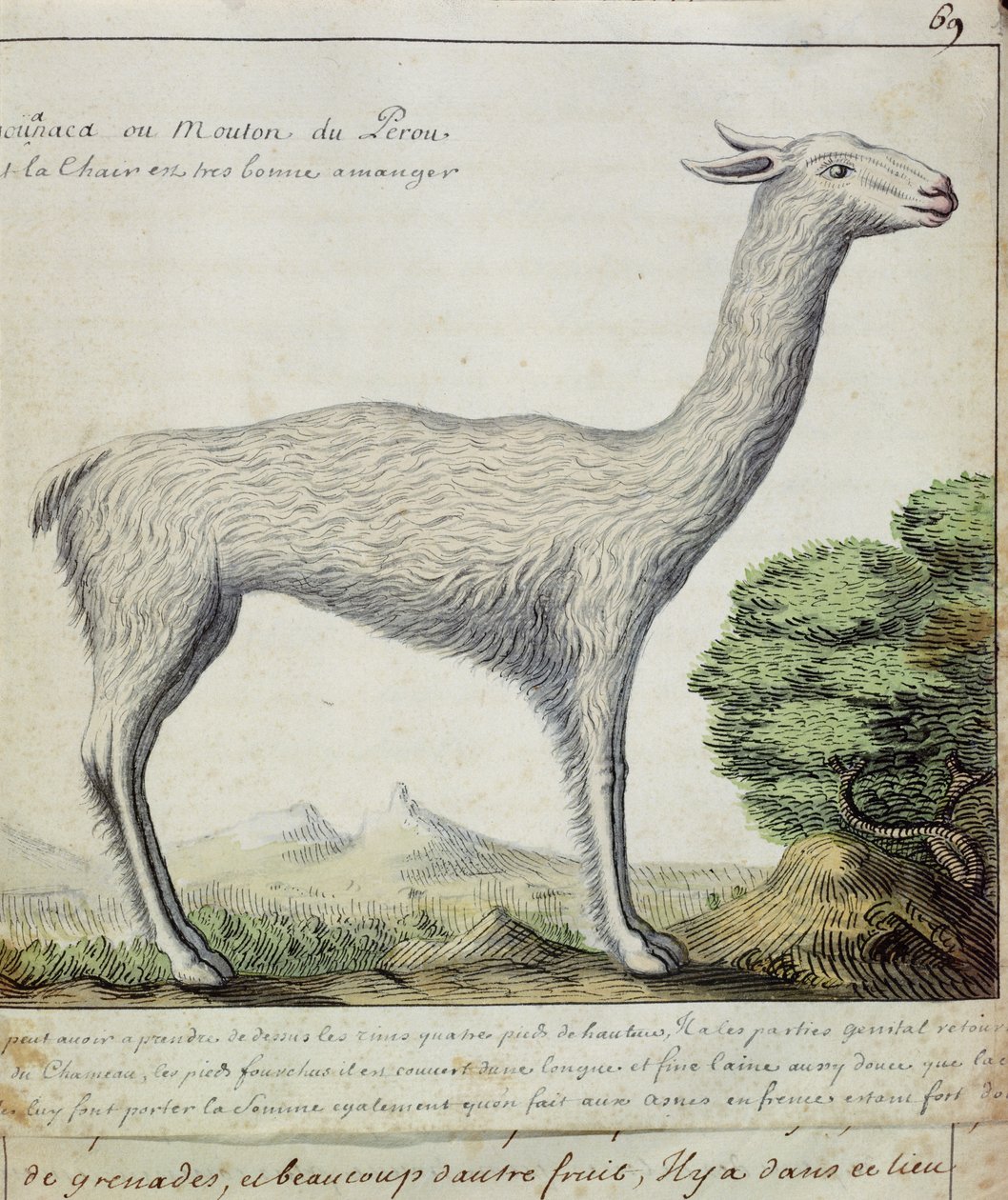 Schapen van Peru (Lama of Alpaca) door French School