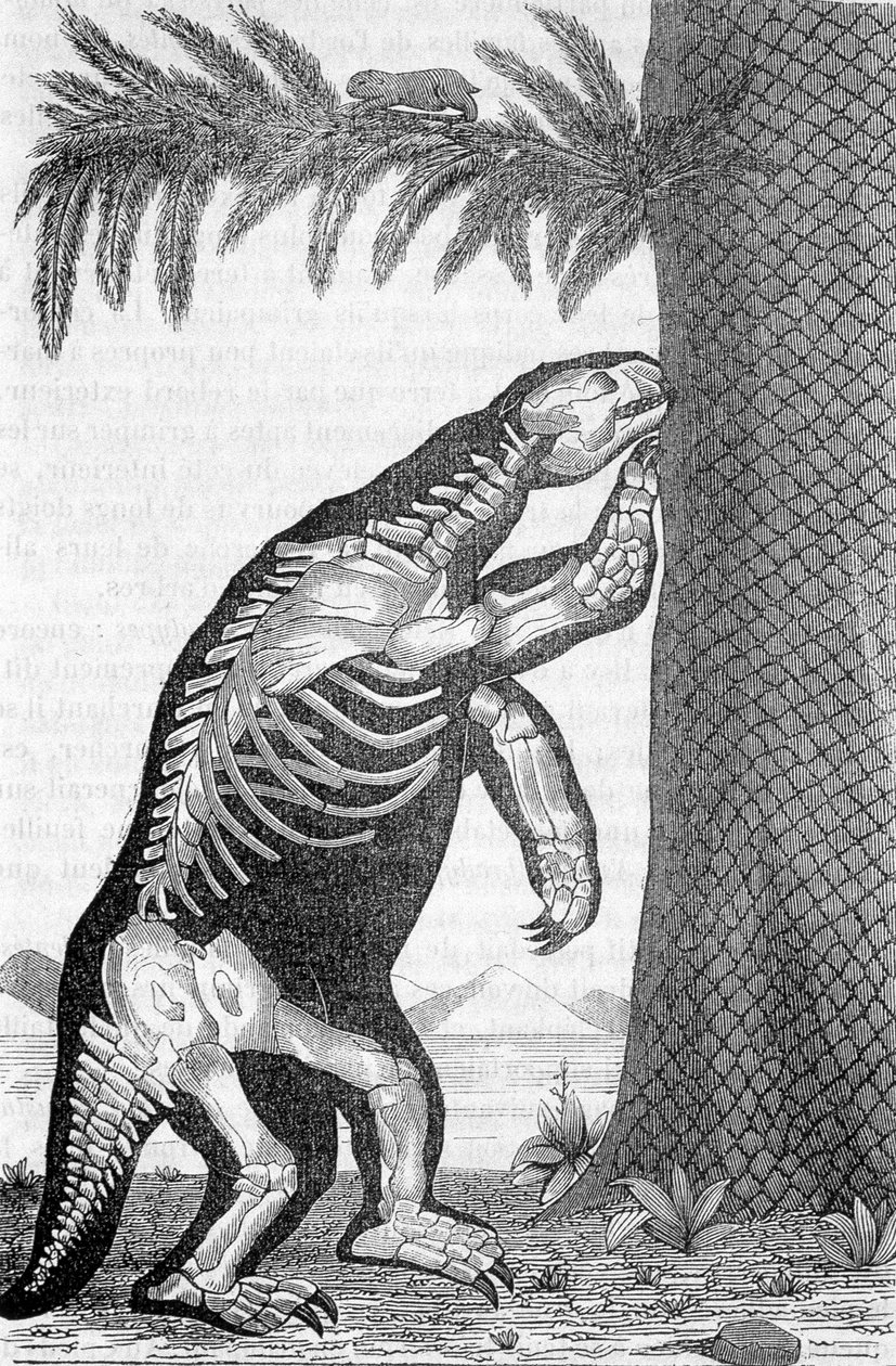 Skelet van megatherium - in 