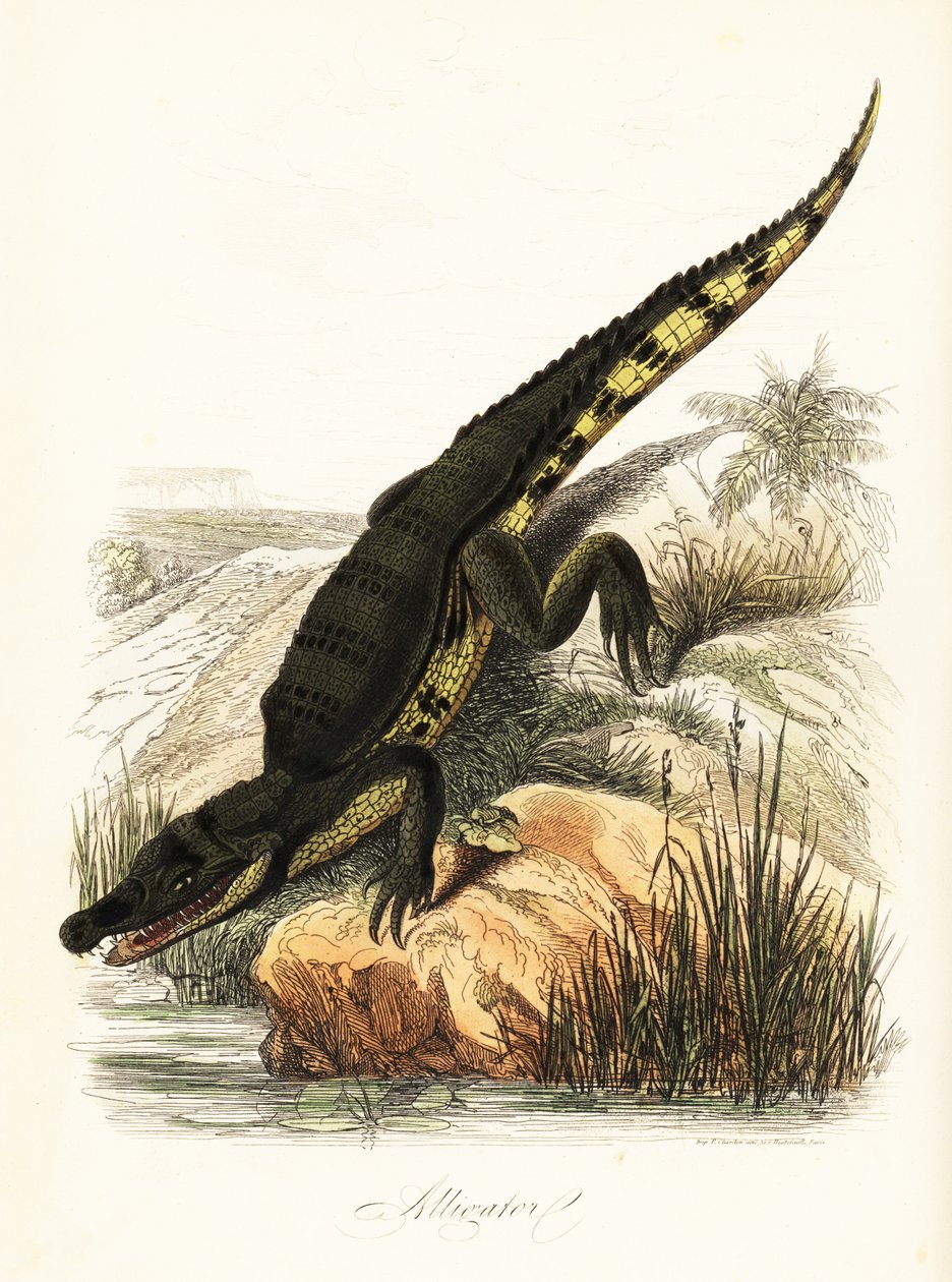 Brilkaaiman, Caiman crocodilus door French School