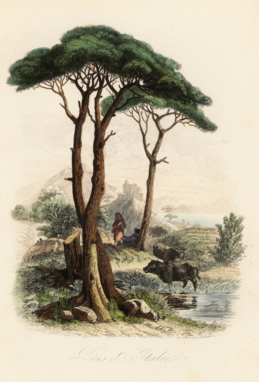 Steenpijnboom, Pinus pinea, ook bekend als de Italiaanse steenpijnboom, paraplupijnboom en parasolpijnboom door French School