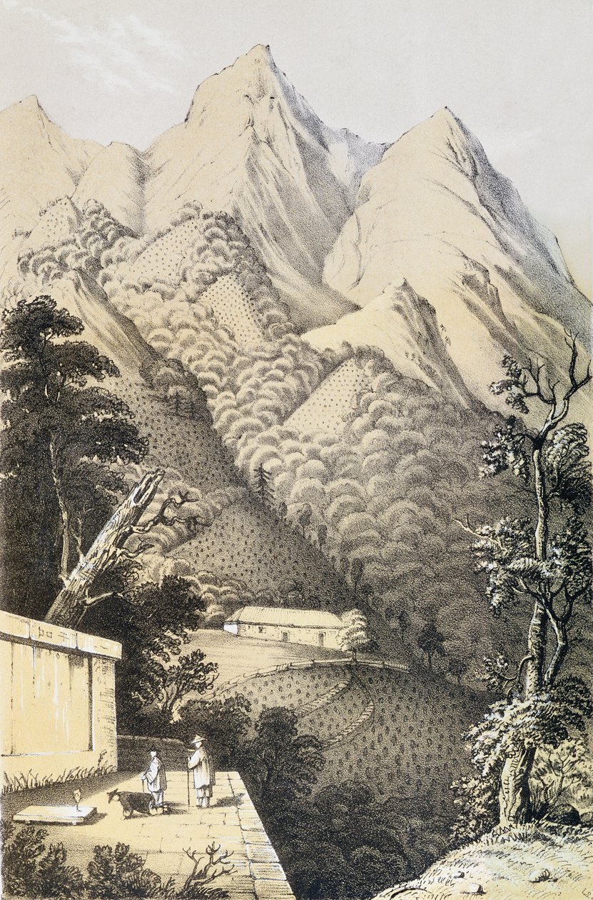 Theeplantages in het Groene Thee district van China, uit A Journey to the Tea Countries of China, voor het eerst gepubliceerd in 1852, door Robert Fortune (1812-1880) door French School
