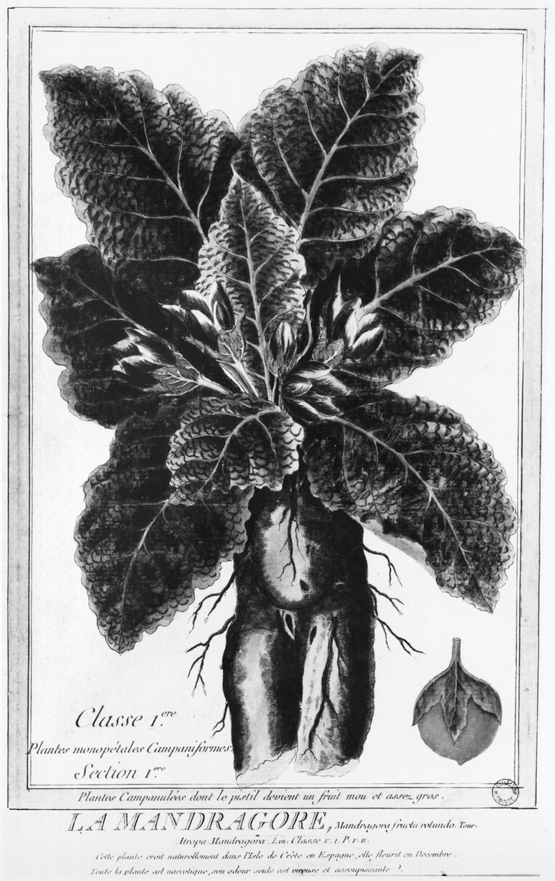 De Mandragora door French School