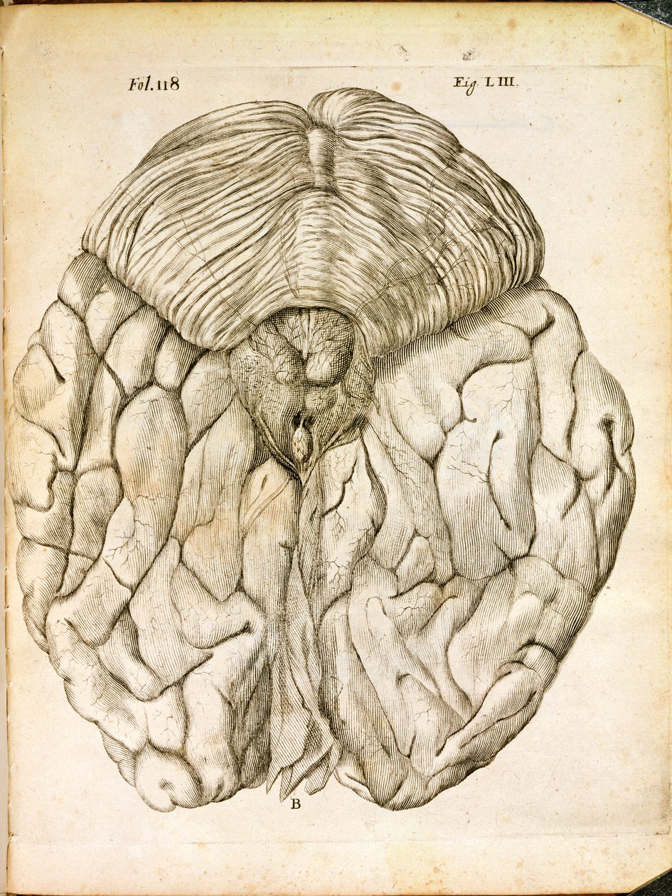 De structuur van de hersenen, uit De Homine Figuris door Rene Descartes (1596-1650) gepubliceerd in Den Haag, 1662 door French School