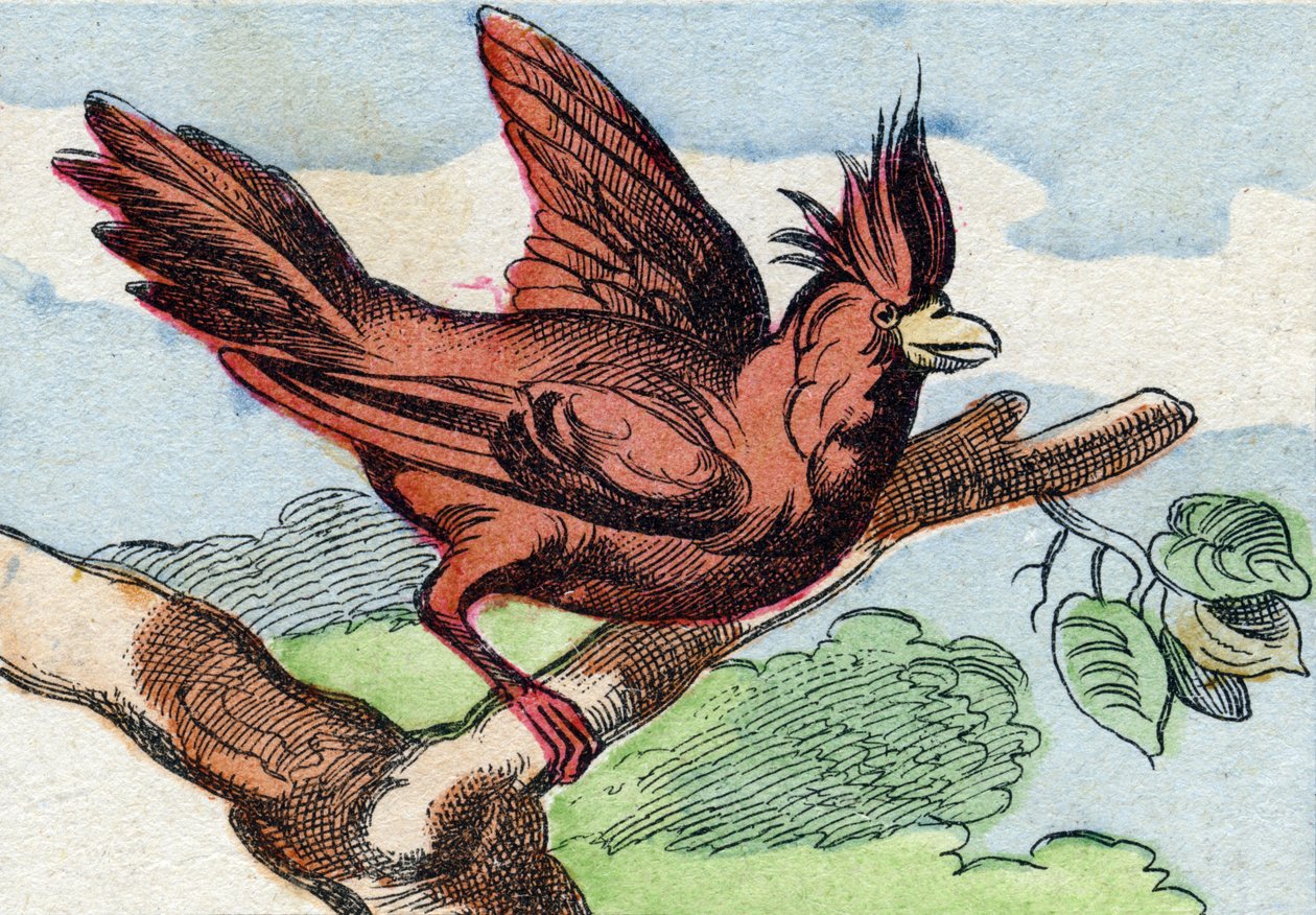 De kardinaal. Gravure in "Buffon Alphabet des Oiseaux n 2". 3e Serie N 2. Imaging of Epinal, Epinal, eind 19e eeuw. 16 pagina