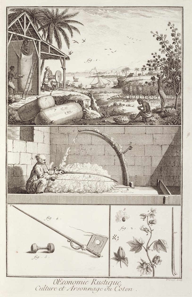 De teelt van katoen, uit de Encyclopedie door Denis Diderot (1713-84), gegraveerd door A. Provost (fl. 1834-55), ca. 1760 door French School