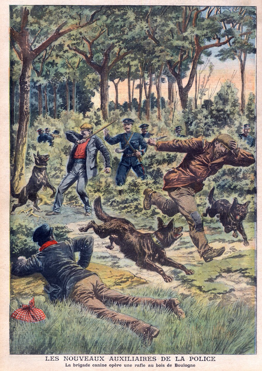 De nieuwe politiehulp: de hondenbrigade voert een razzia uit in het Bois de Boulogne, illustratie uit 