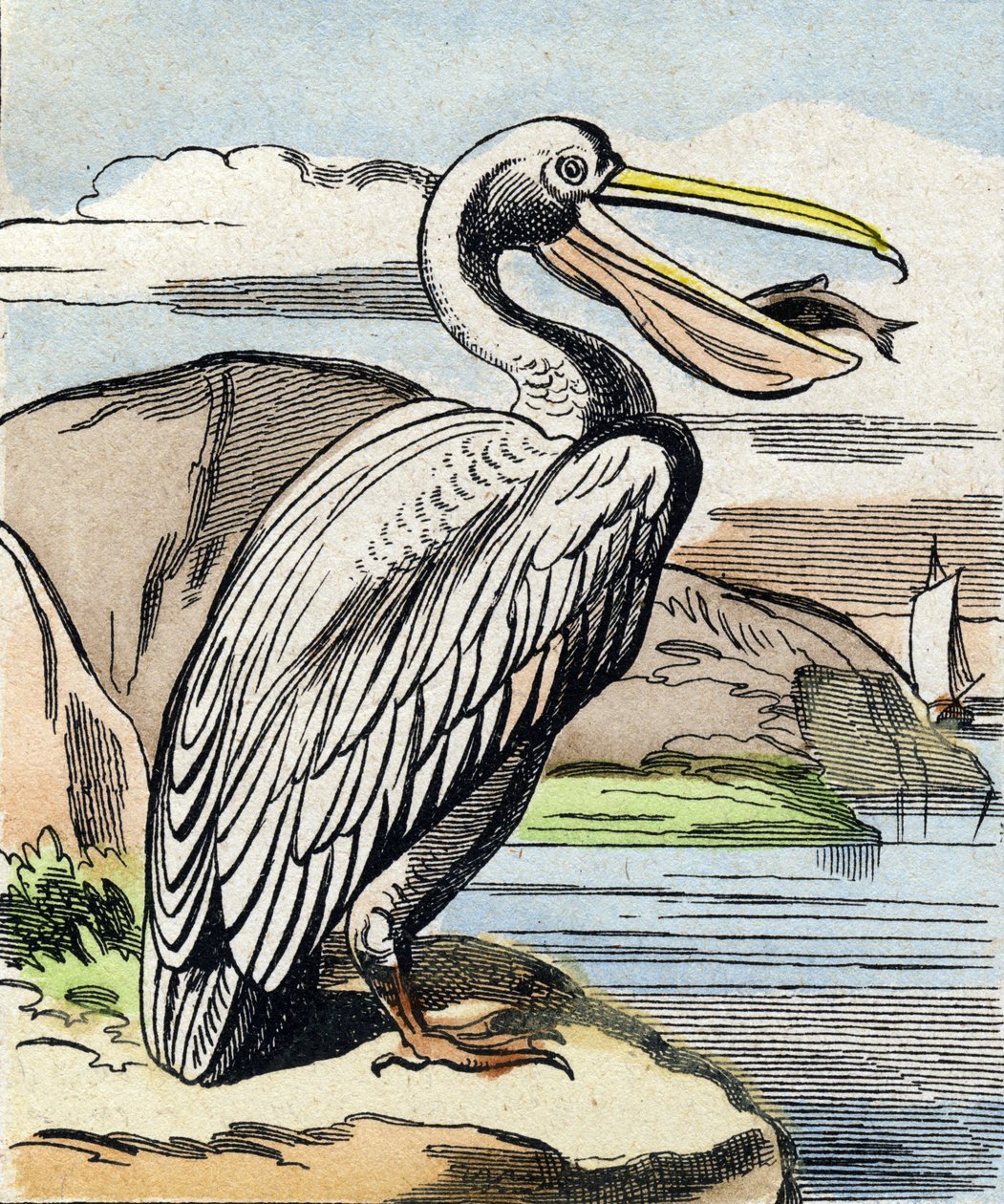 De pelikaan. Gravure in "Buffon Alphabet des Oiseaux n 1". 3e Serie N 1. Imaging of Epinal, Epinal, eind 19e eeuw. 16 pagina