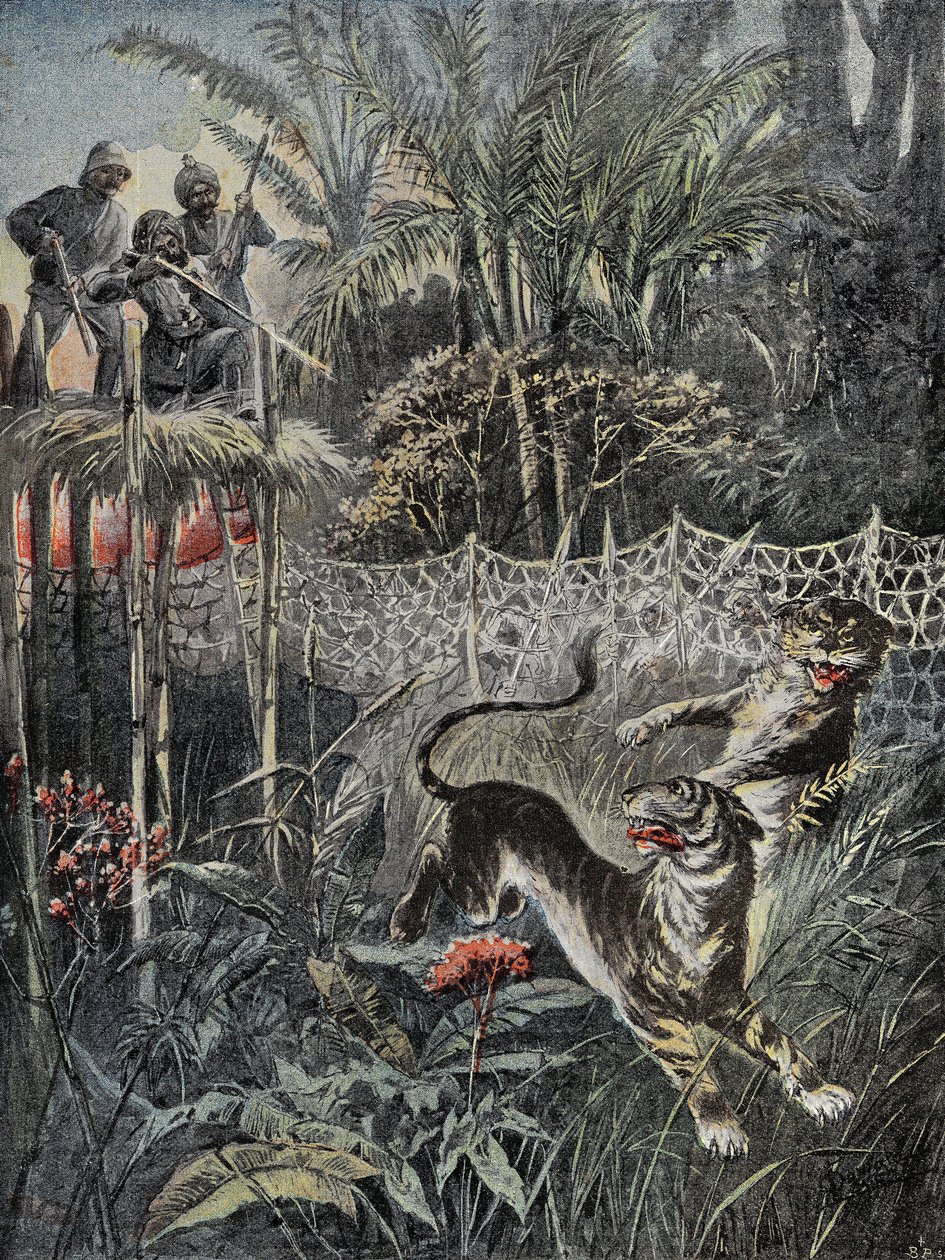 Tijgerjacht in de jungles van India: de verdedigers zijn achter het net en de jagers zijn veilig op de belvedère. Gravure in 