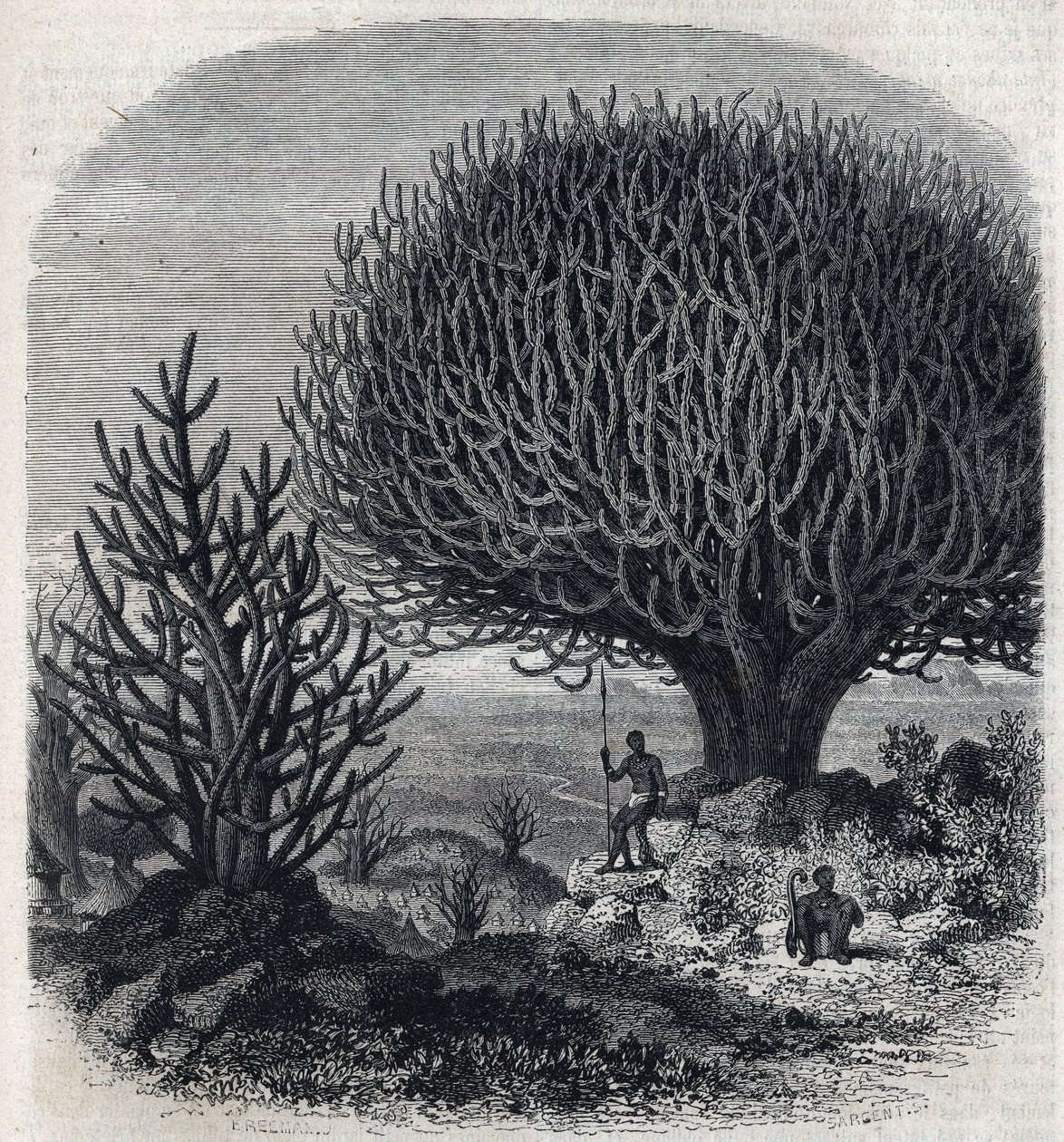 Euphorbo-boom in Oost-Afrika (Soedan). Gravure door Freeman in 