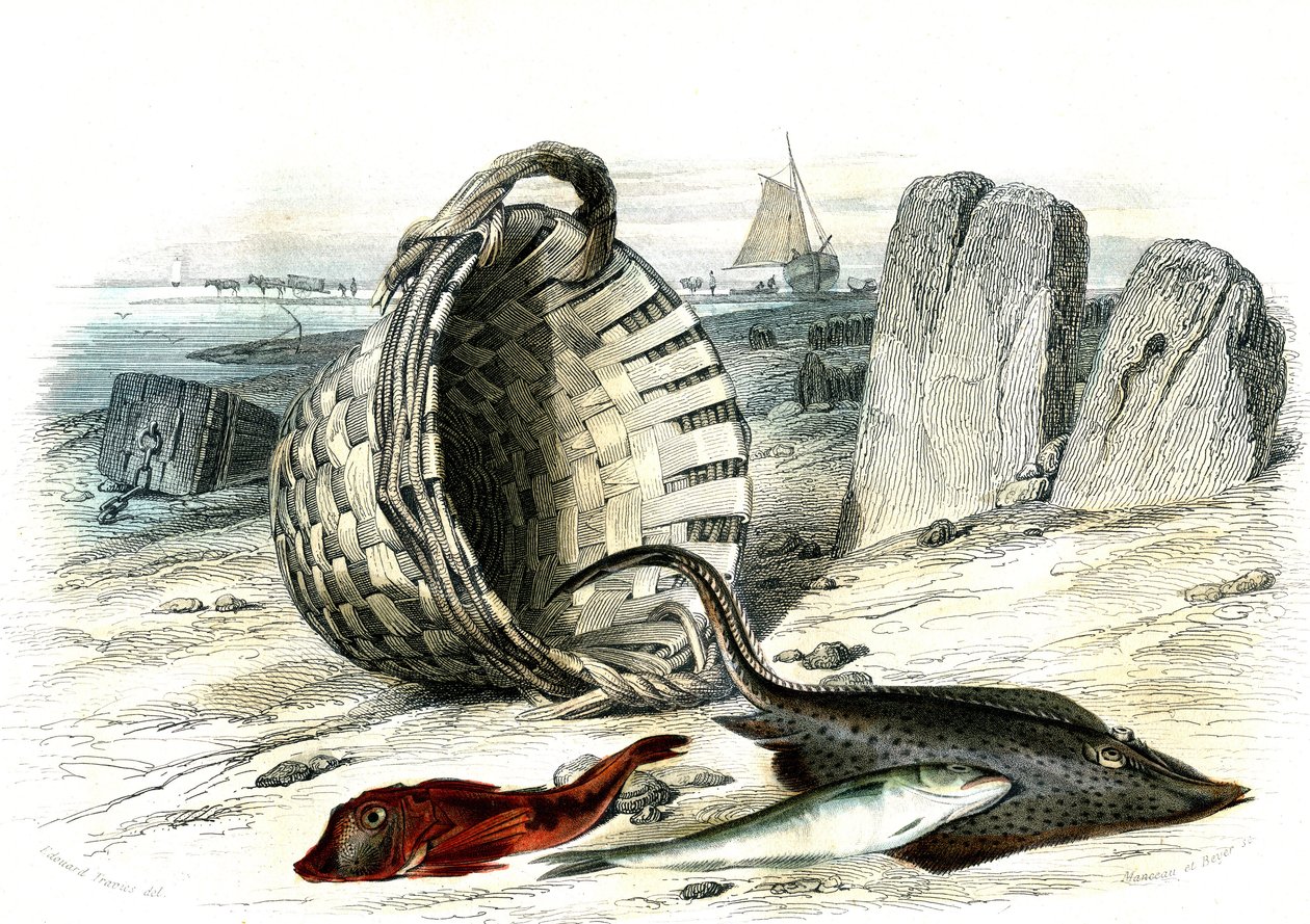 Trigle grondin (Trigle cuculus), wijting (merlangius merlangus), rog grondin (dipturus batis) - Plaat uit Histoire Naturelle door Bernard Germain de Lacepede (1856-1925), editie P.Furme, Parijs door French School