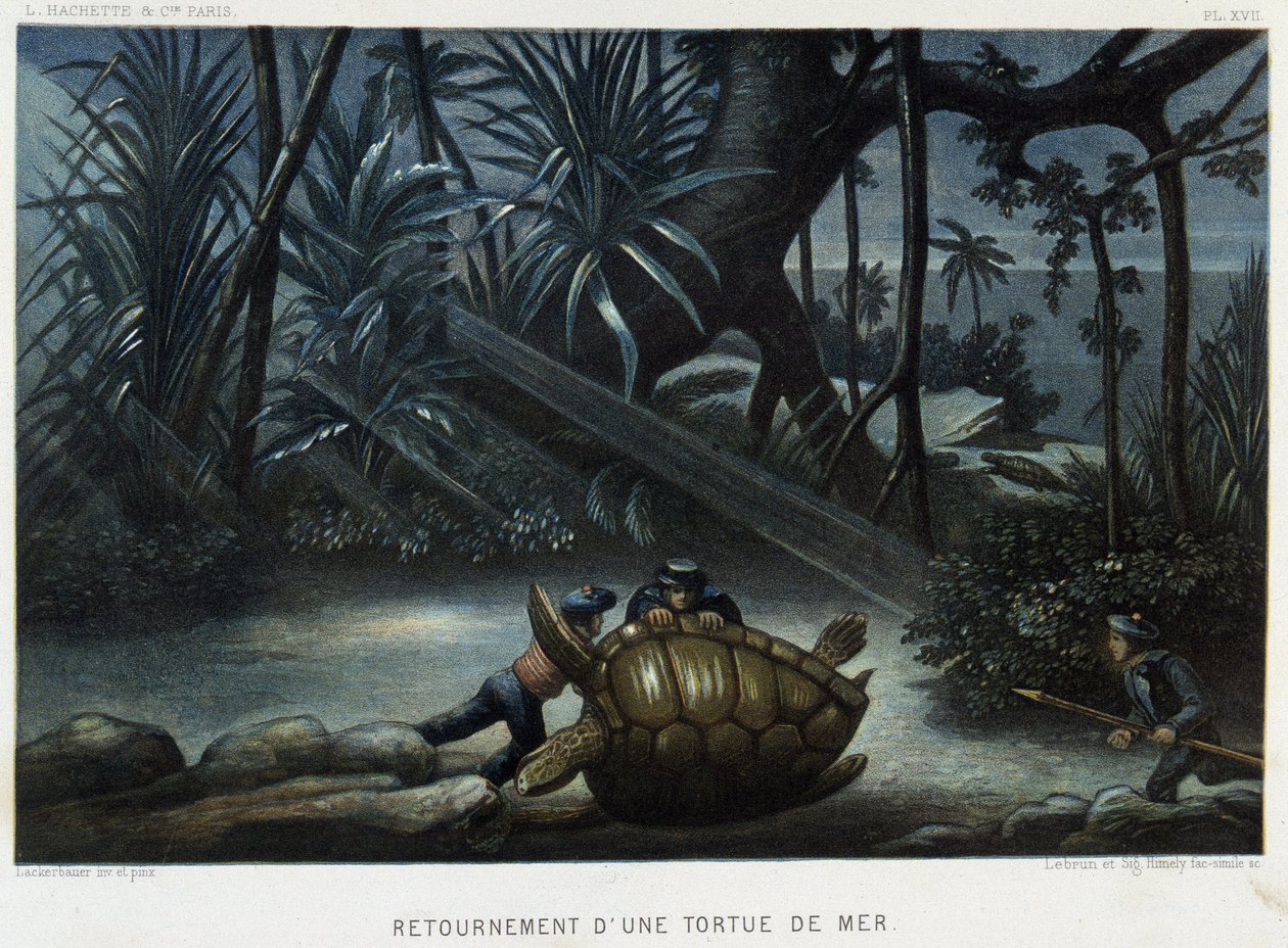 Schildpad van een zeeschildpad - in 