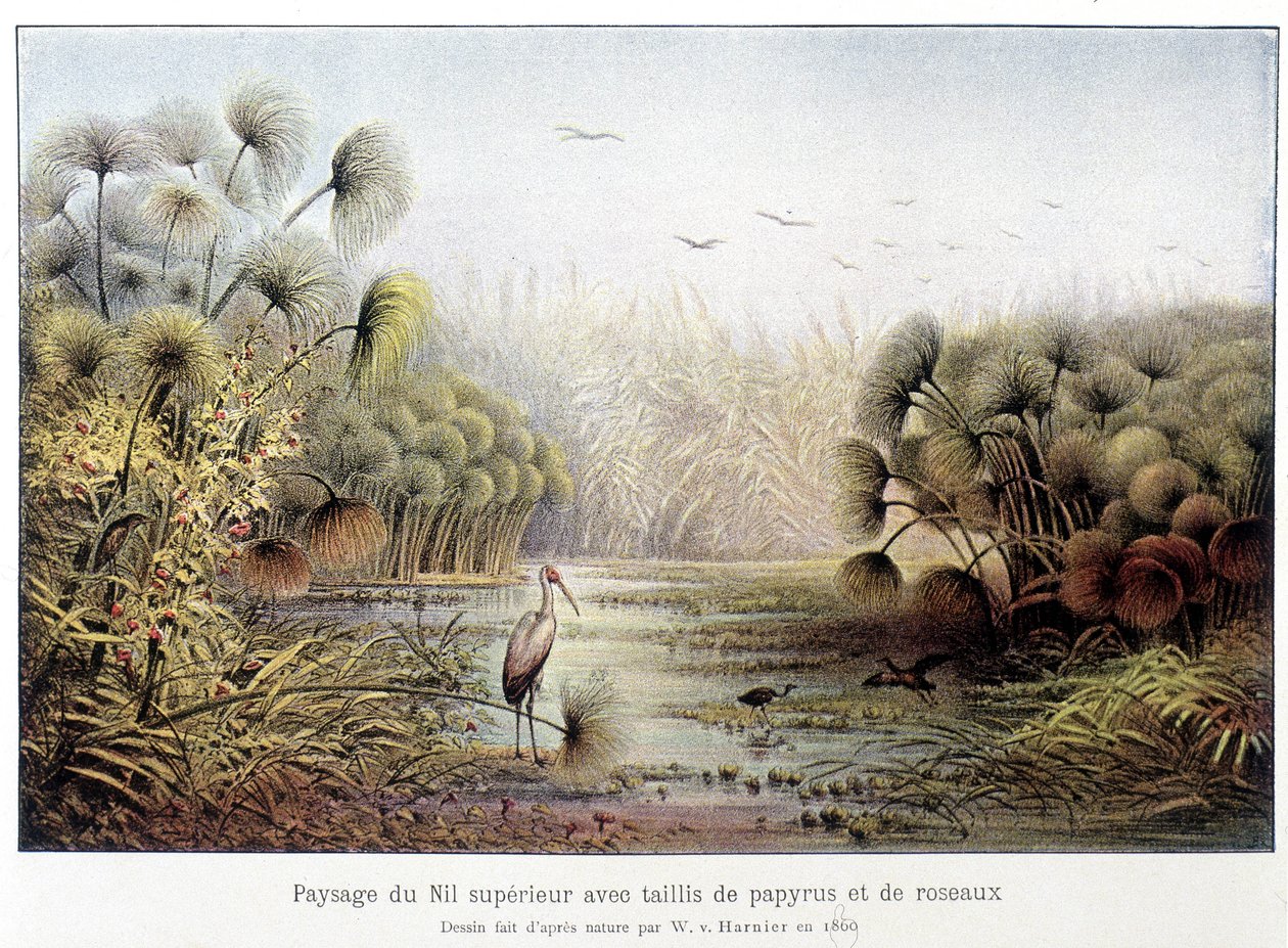 Bovenste Nijlpassage met papyrus en rietbos door French School