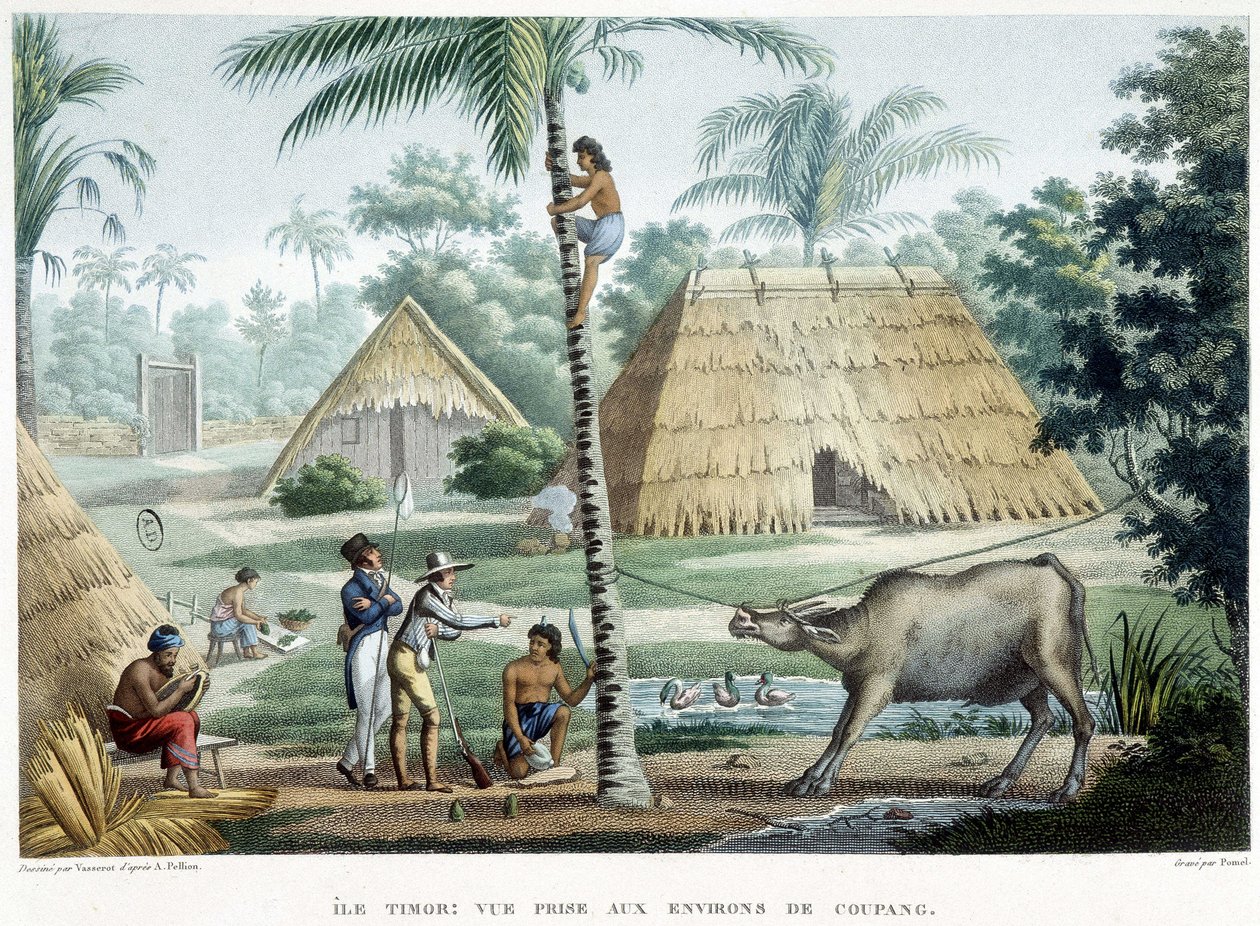 Gezicht genomen in de buurt van Coupang, eiland Timor door French School