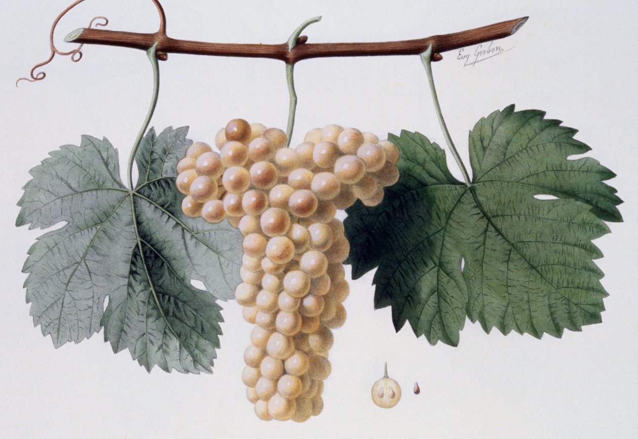 Viognierdruivensoort, Viogne