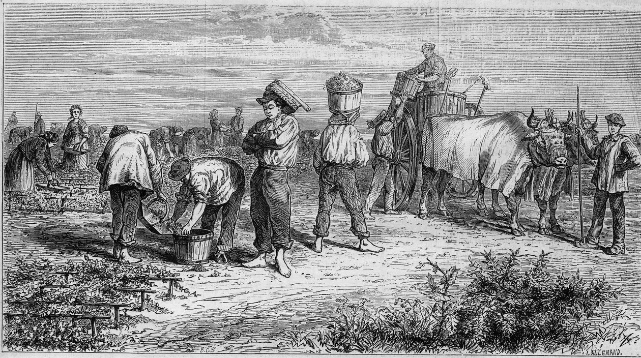Wijnbouw in Medoc: druiven plukken tijdens de oogst. Gravure in 