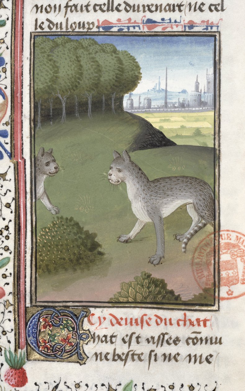 Wilde katten, uit het Livre de la Chasse door Gaston Phebus de Foix (1331-91) door French School