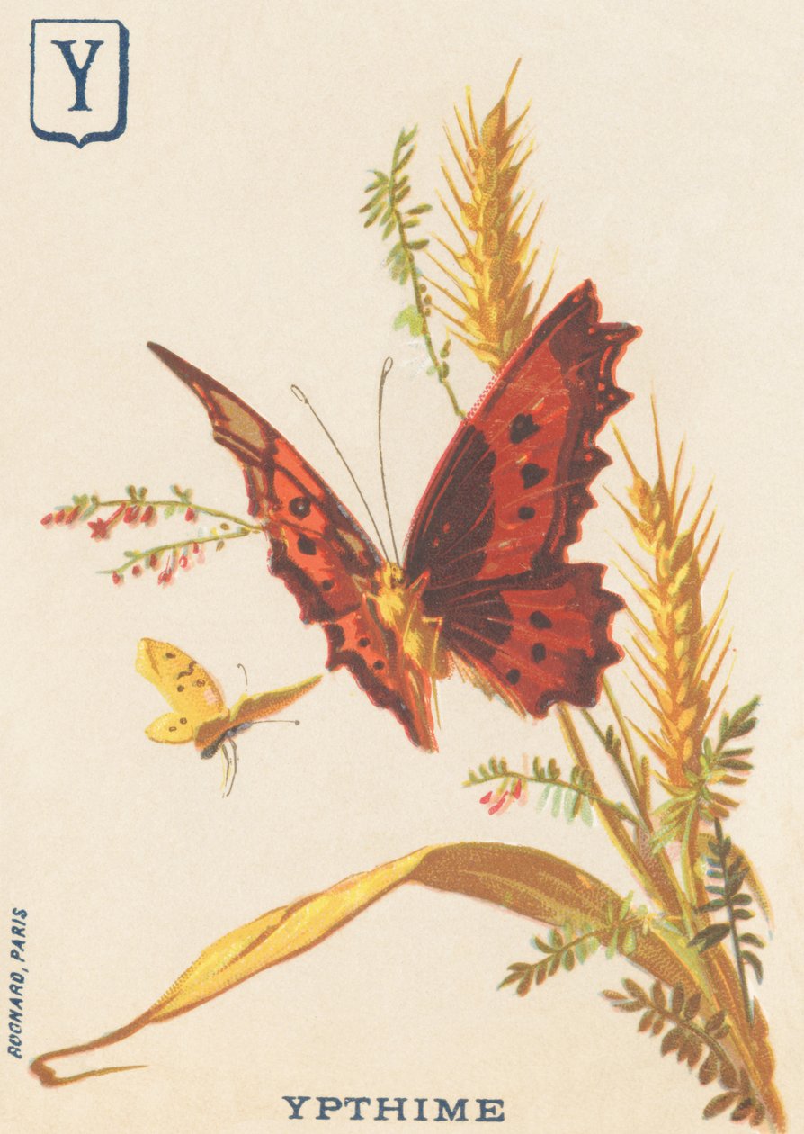 Ypthime (Apatura ilia of Kleinere mars veranderend) door French School