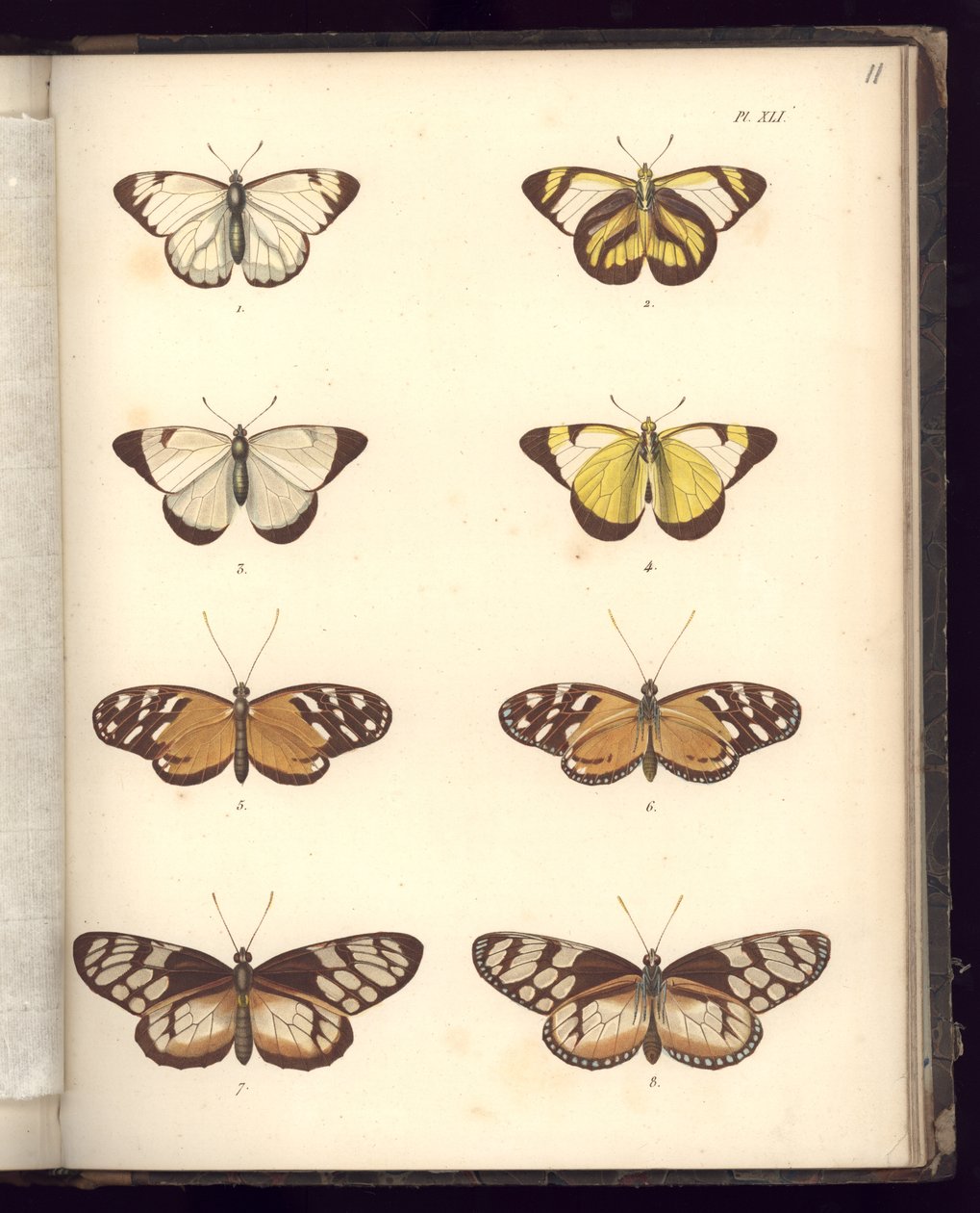 Lepidoptera, Pl.XLI, illustratie uit 