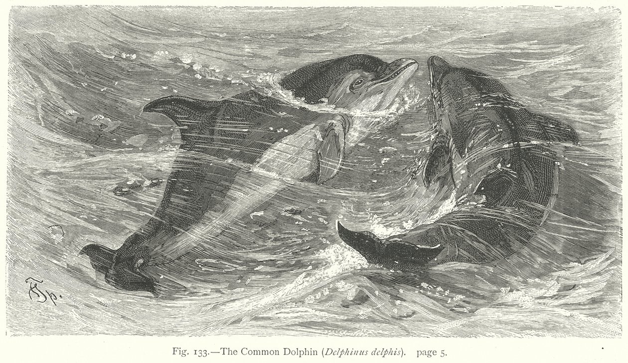 De gewone dolfijn (Delphinus Delphis) (gravure) door Friedrich Specht