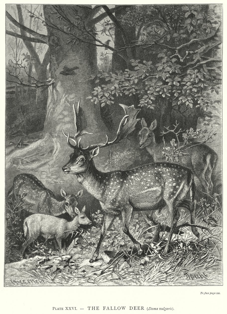 Het damhert (Dama Vulgaris) (gravure) door Friedrich Specht