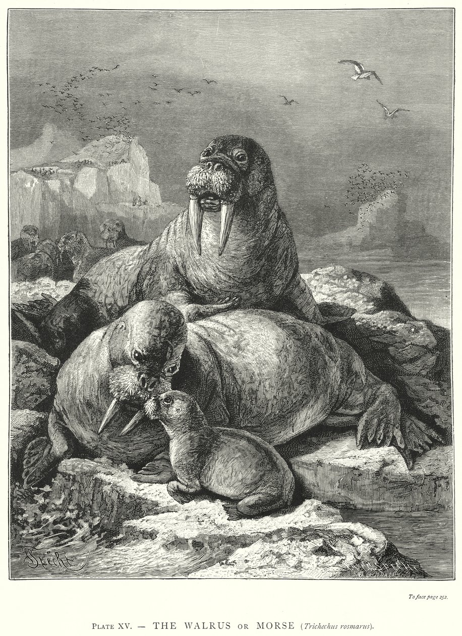  door Friedrich Specht