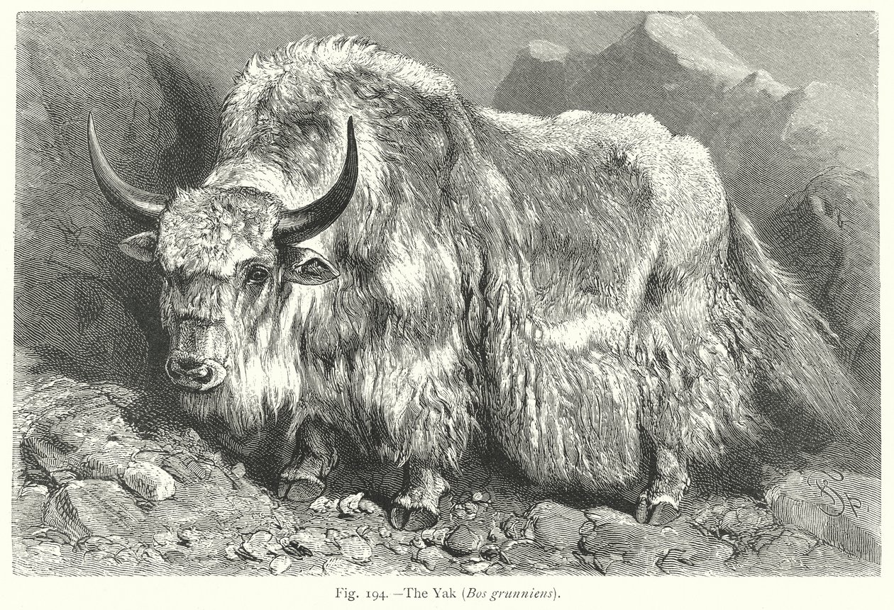  door Friedrich Specht