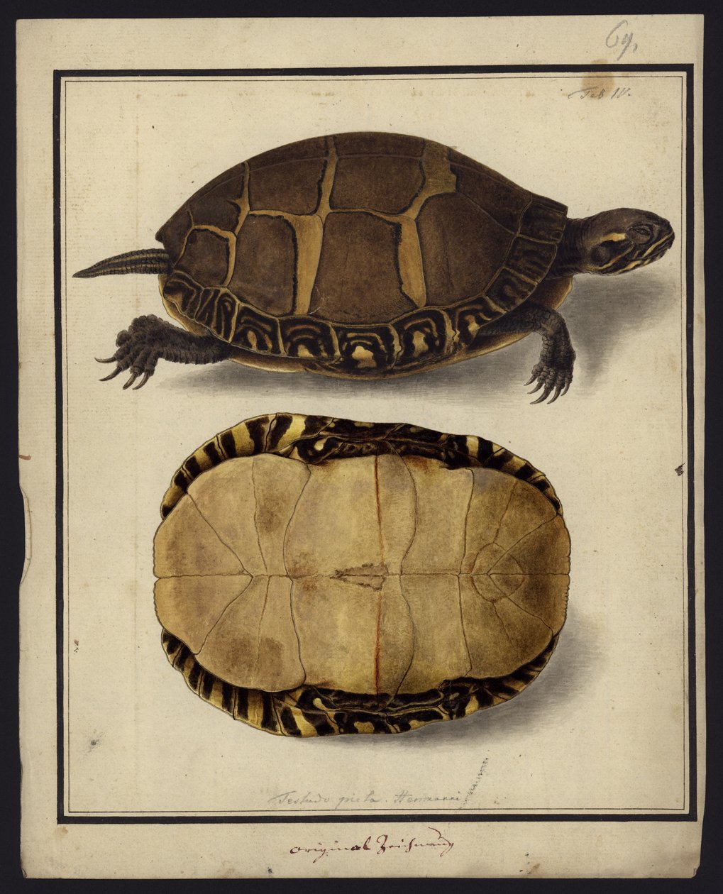Chrysemys picta, voor 1792 door Friedrich Wilhelm Wunder