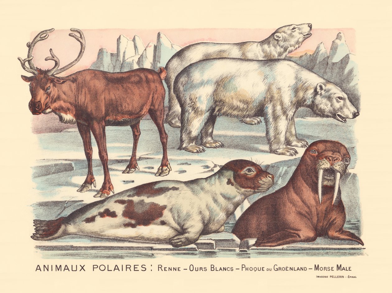 Pagina 14: Pooldieren: rendieren, ijsberen, zadelrob, mannelijke walrus door Gabriel Gostiaux