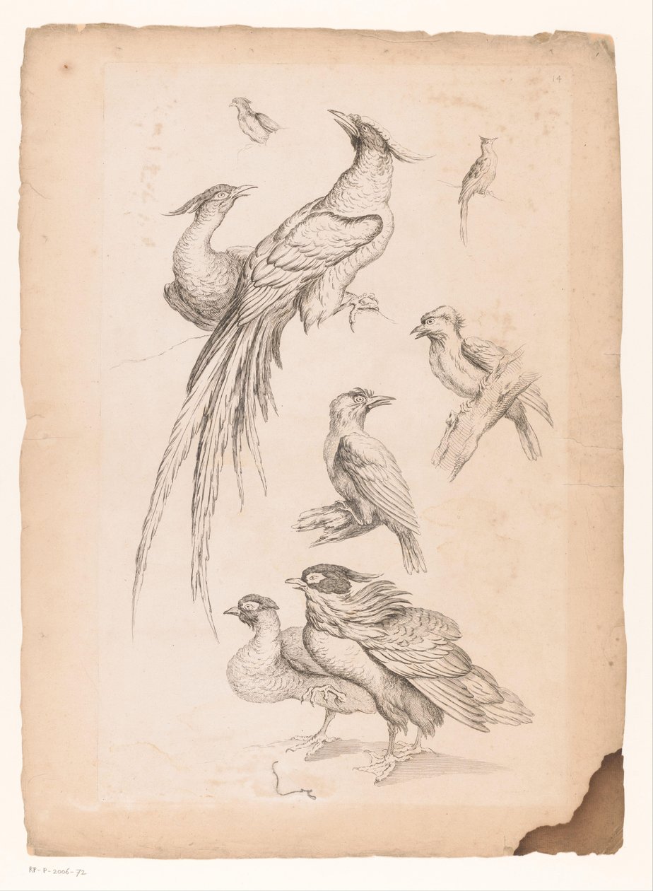 Acht Chinese vogels, waaronder mogelijk paradijsvogels (Verschillende Chinese vogels) door Gabriel Huquier (attributed to)