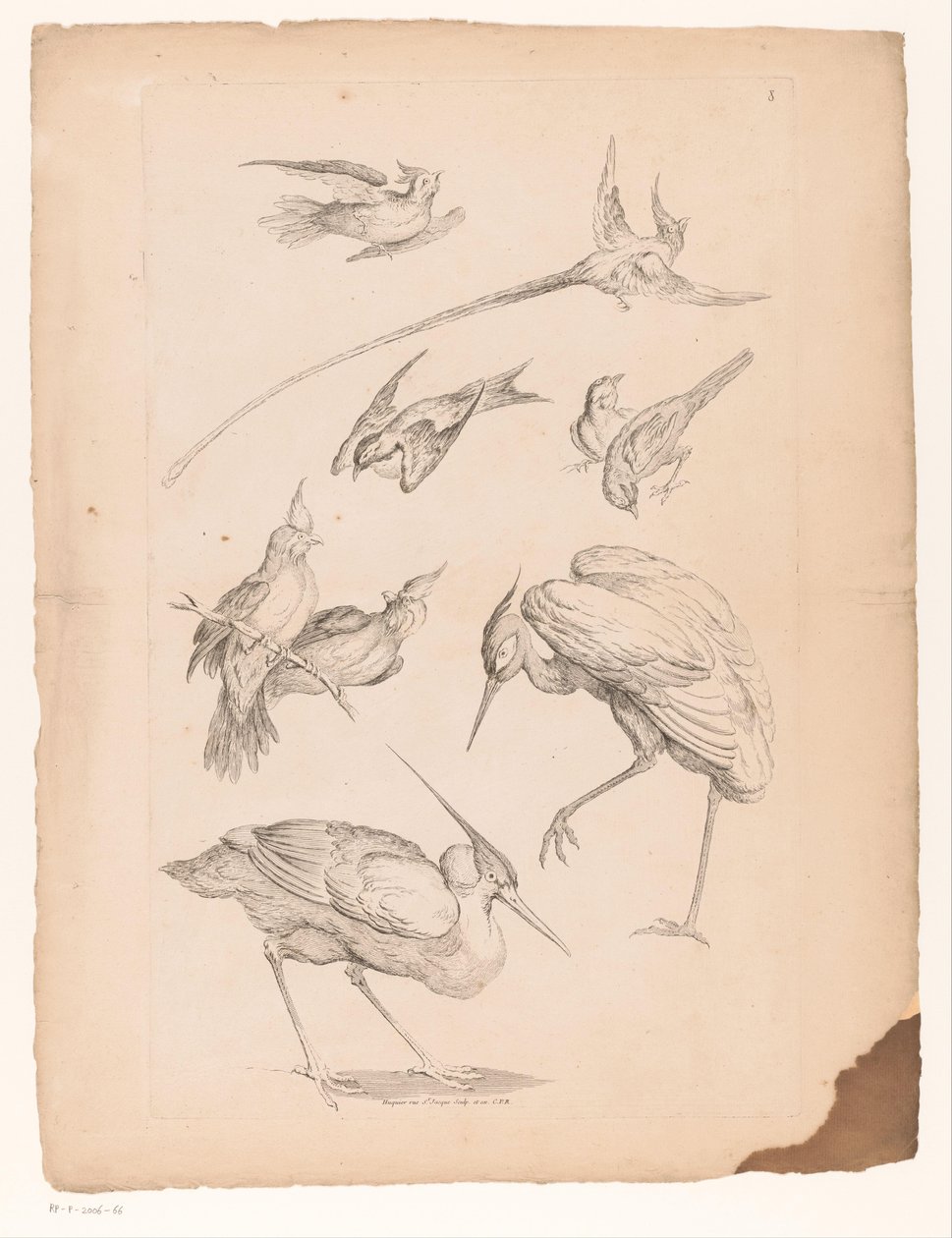 Negen Chinese vogels, waaronder een reiger en mogelijk paradijsvogels, Verschillende Chinese vogels, Livre des differentes espèces d