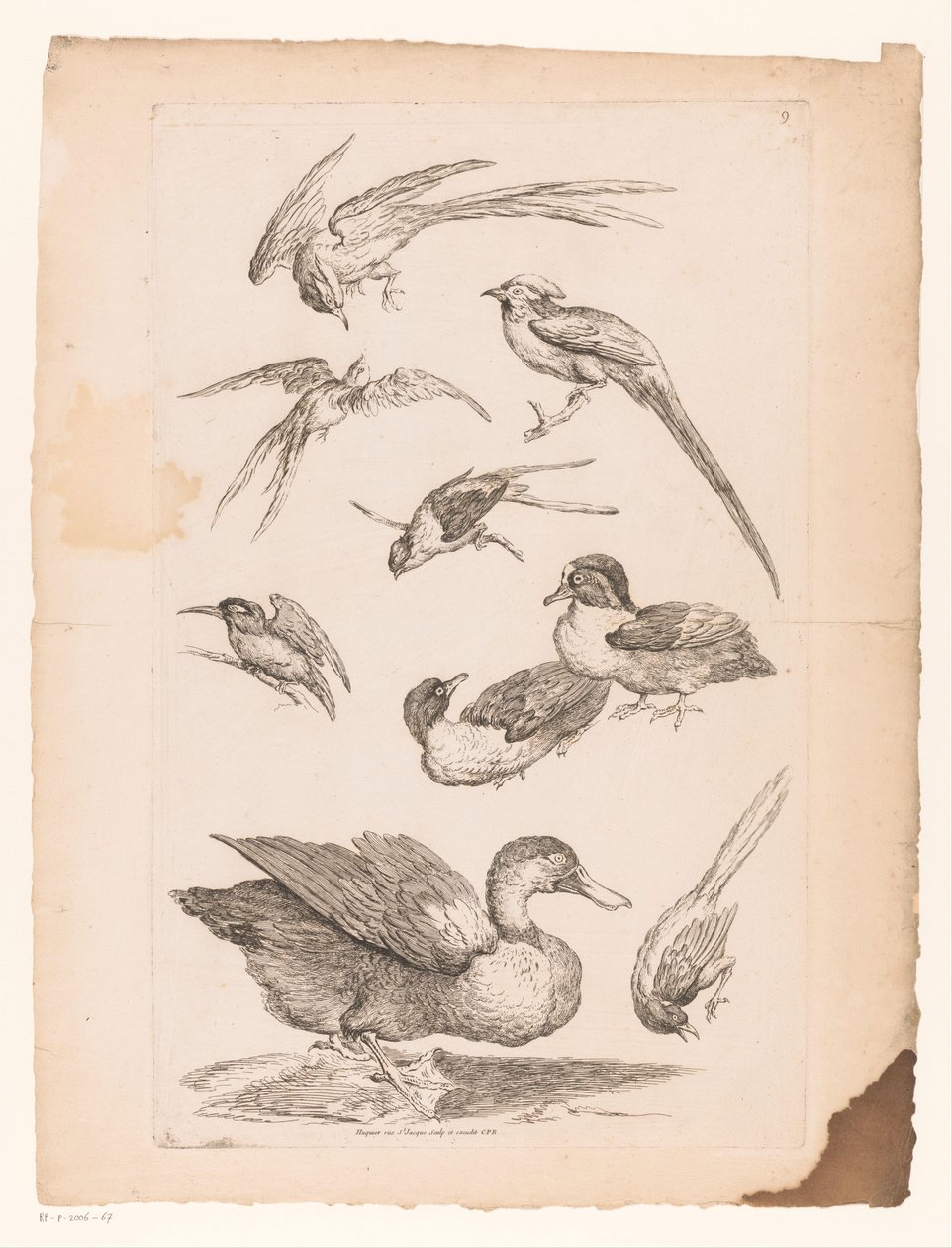 Negen Chinese vogels, waaronder eenden, een ijsvogel en mogelijk paradijsvogels door Gabriel Huquier