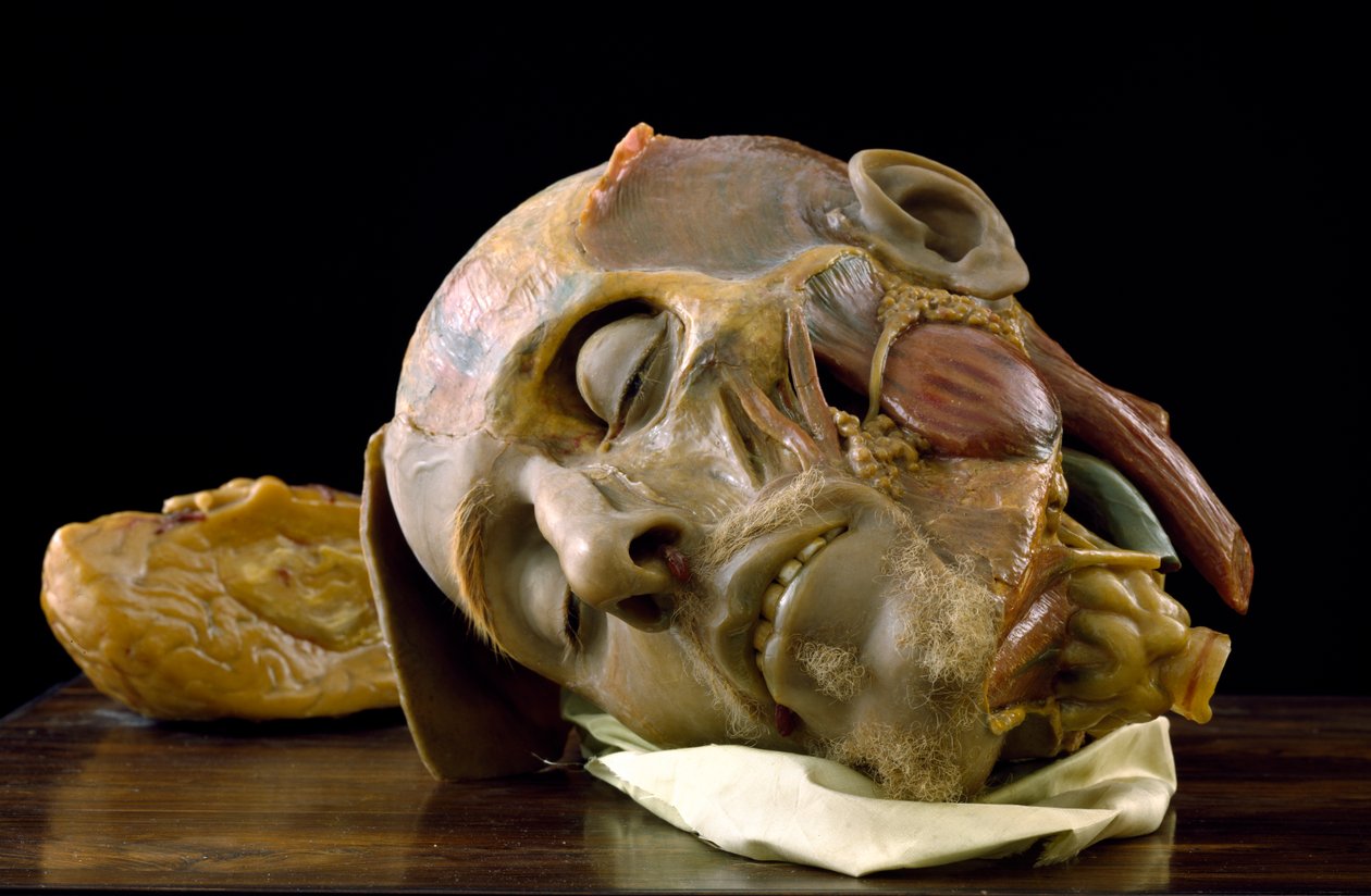 Anatomisch model van het hoofd van een oude man door Gaetano Giulio Zumbo