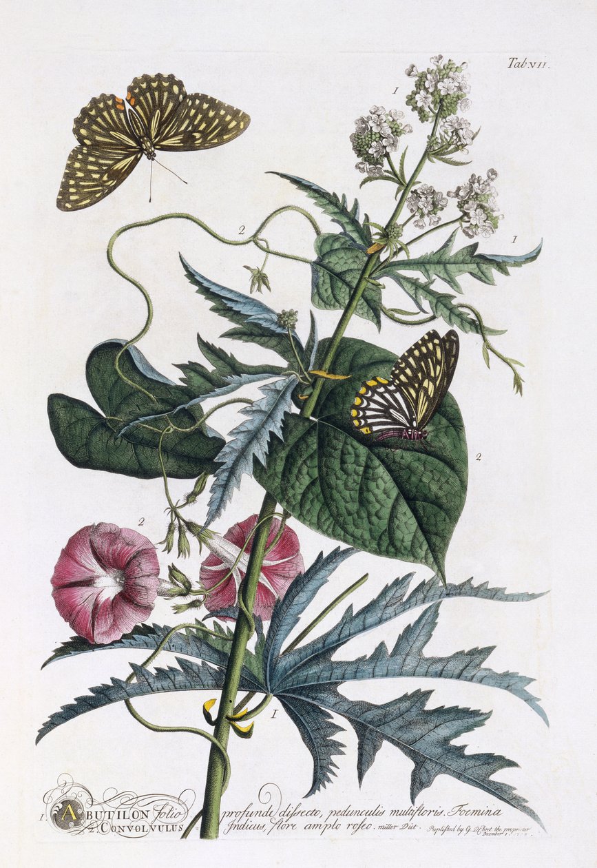 Abutilon en Convolvulus, ca. 1748 door Georg Dionysius Ehret