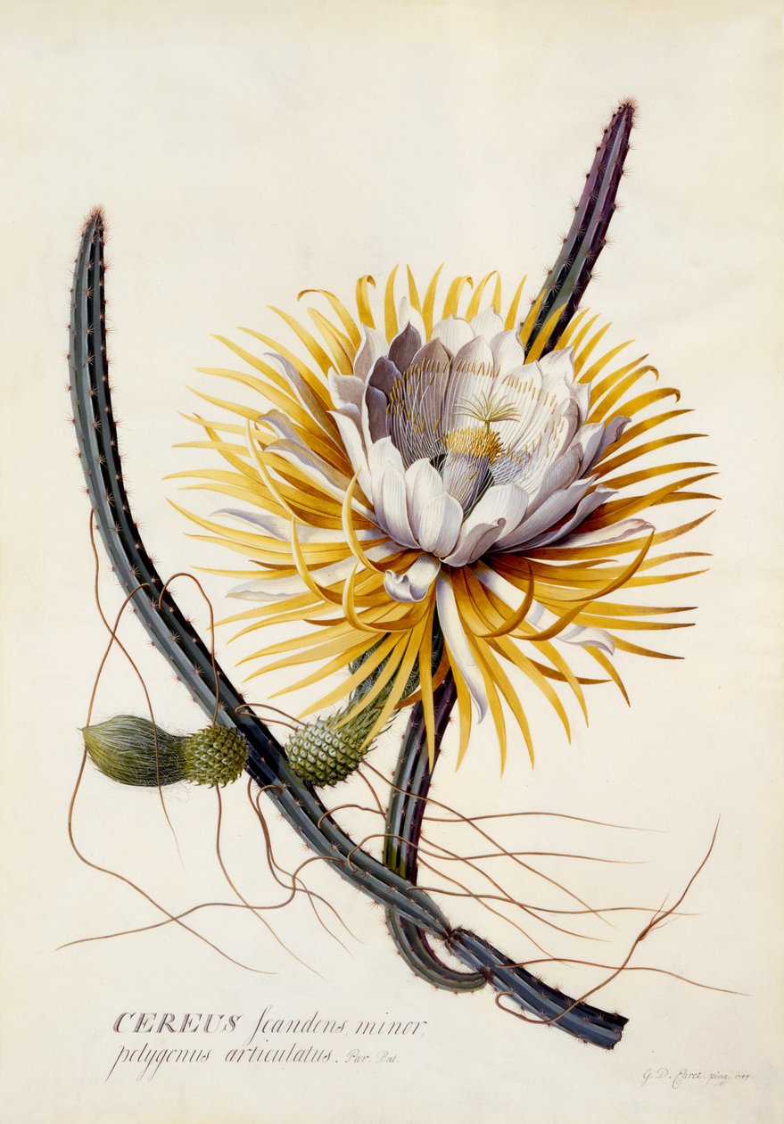 Cereus, Koningin van de Nacht, ca. 1744 door Georg Dionysius Ehret