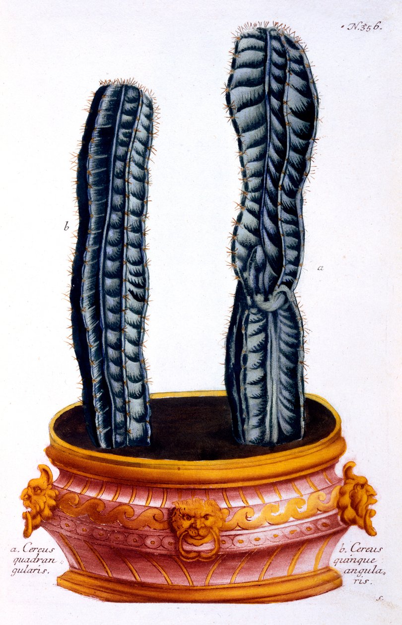 Cereus quadrangularis en Cereus quinque angularis, uit 