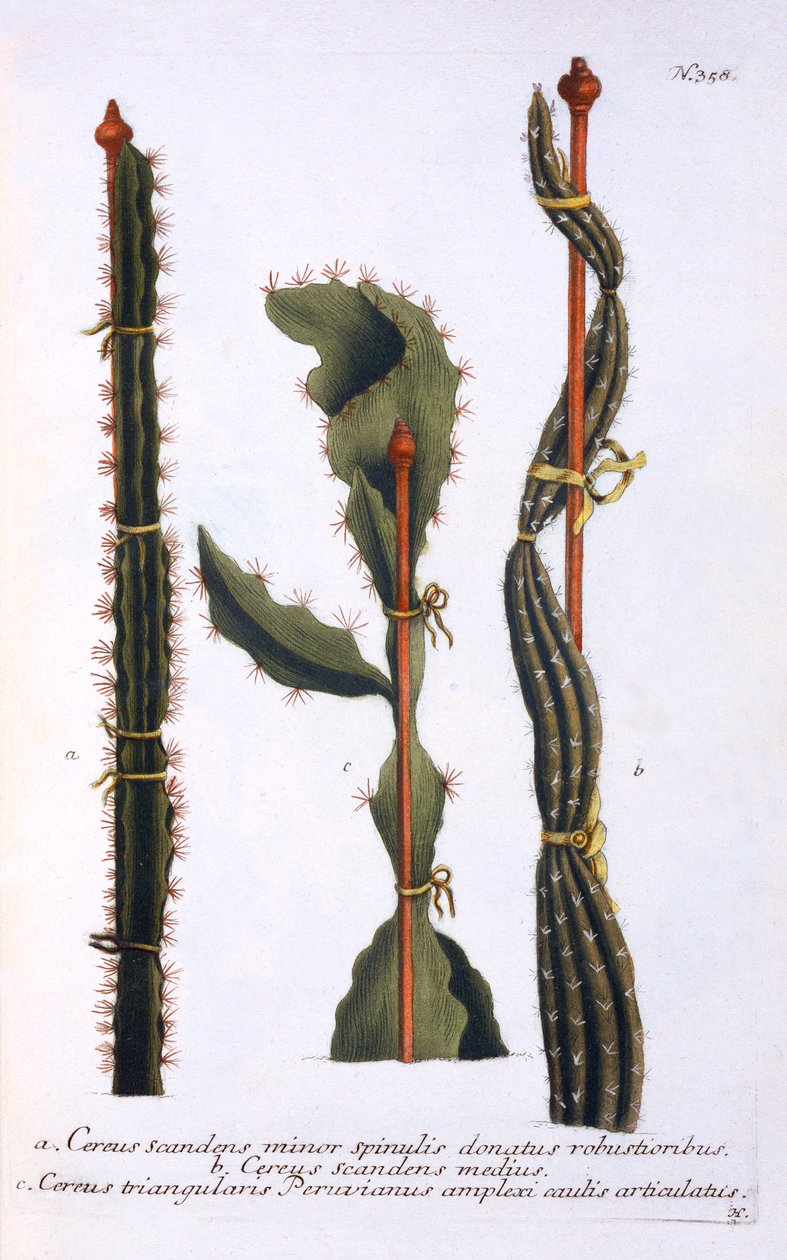 Cereus scandens minor, Cereus scandens medeus en triangularis Peruvianus, uit 